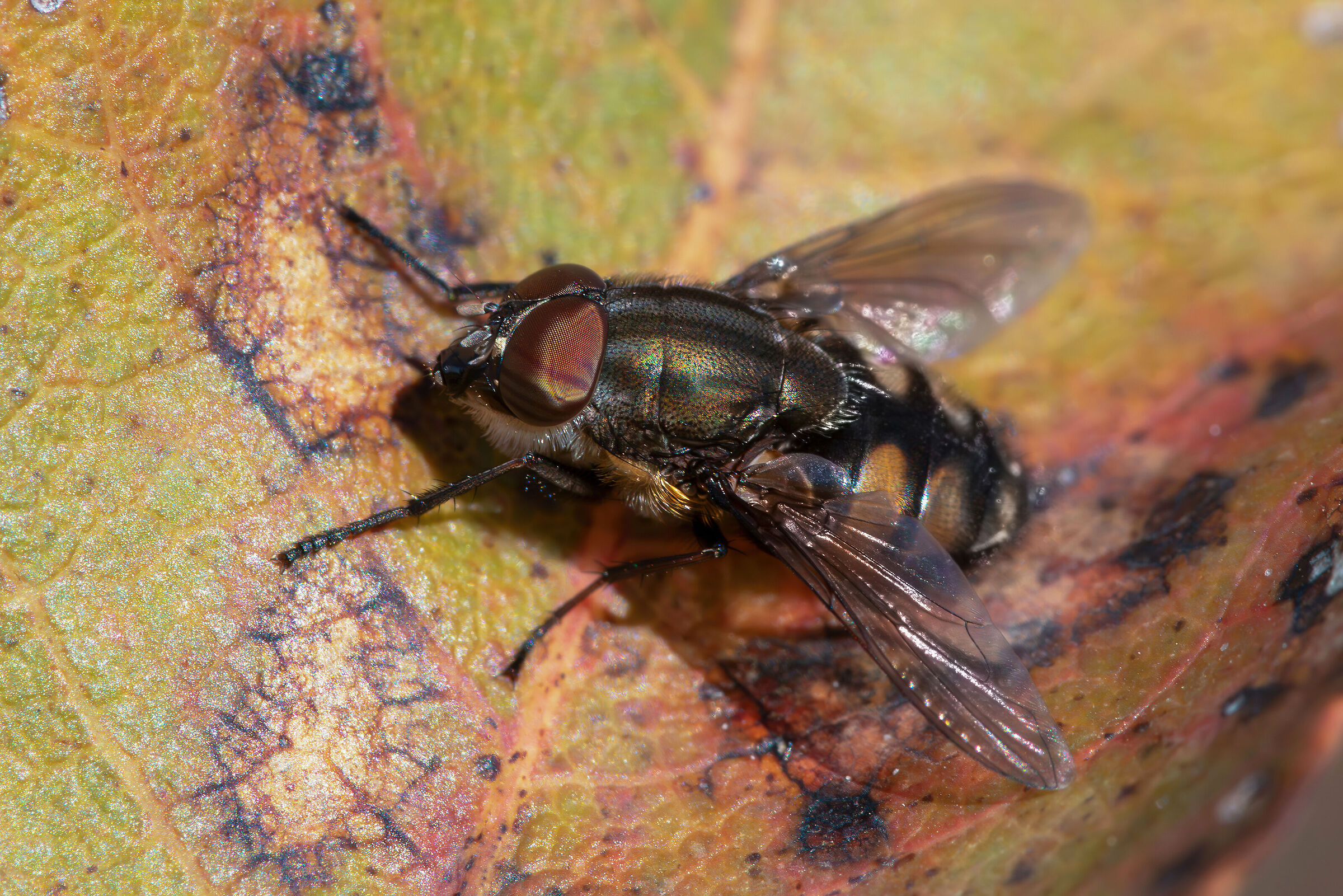 Stomorhina lunata (male)