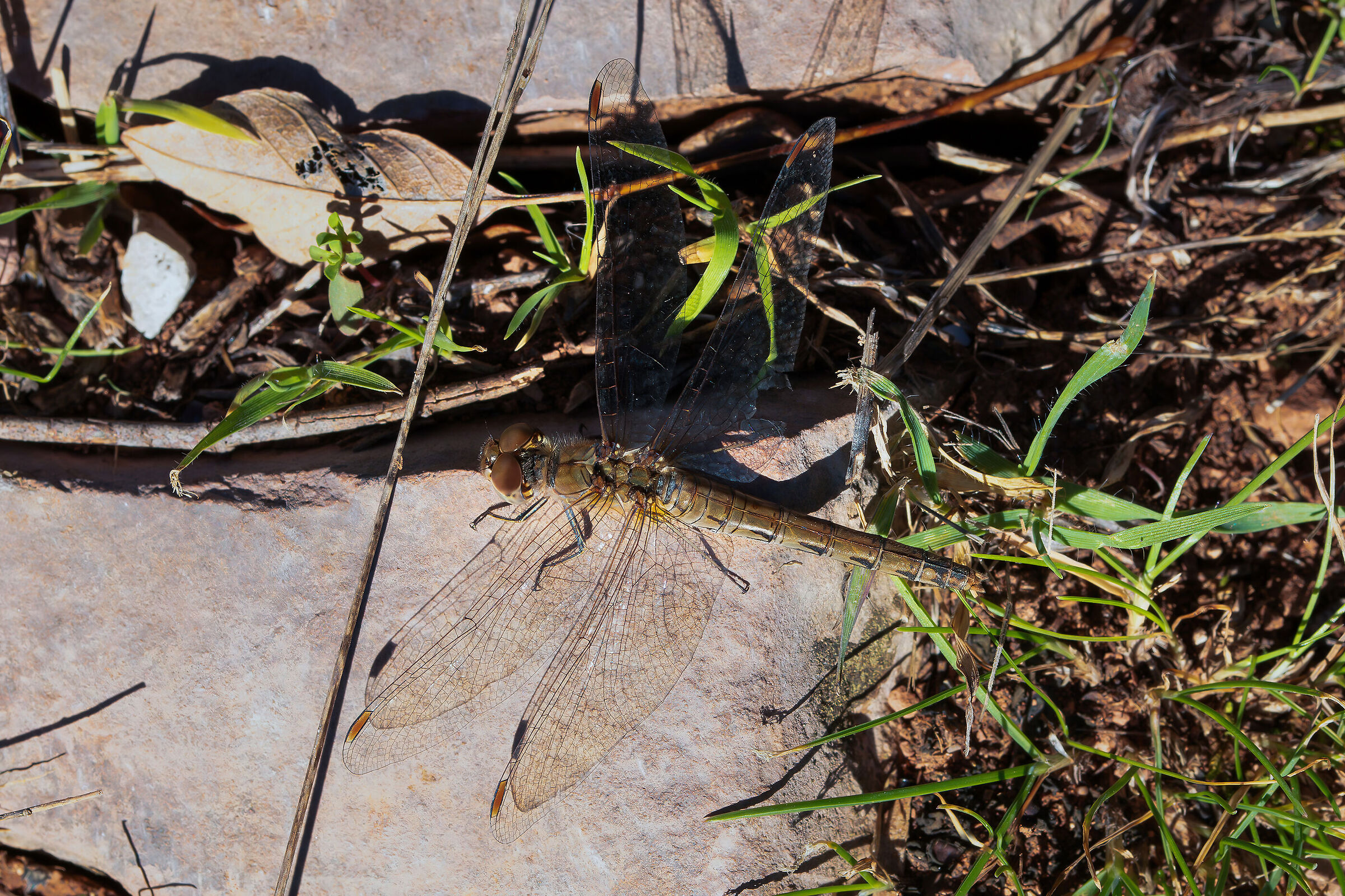 Sympetrum striolatum (femmina)