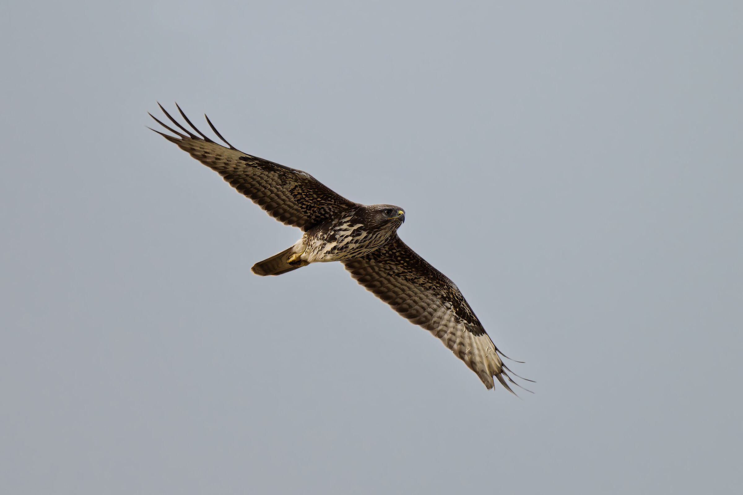 Buzzard