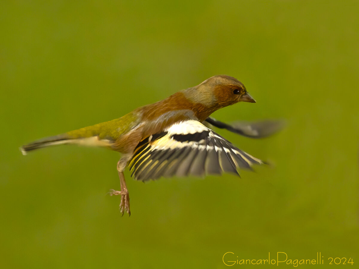 Fringuello in volo - Fringilla coelebs