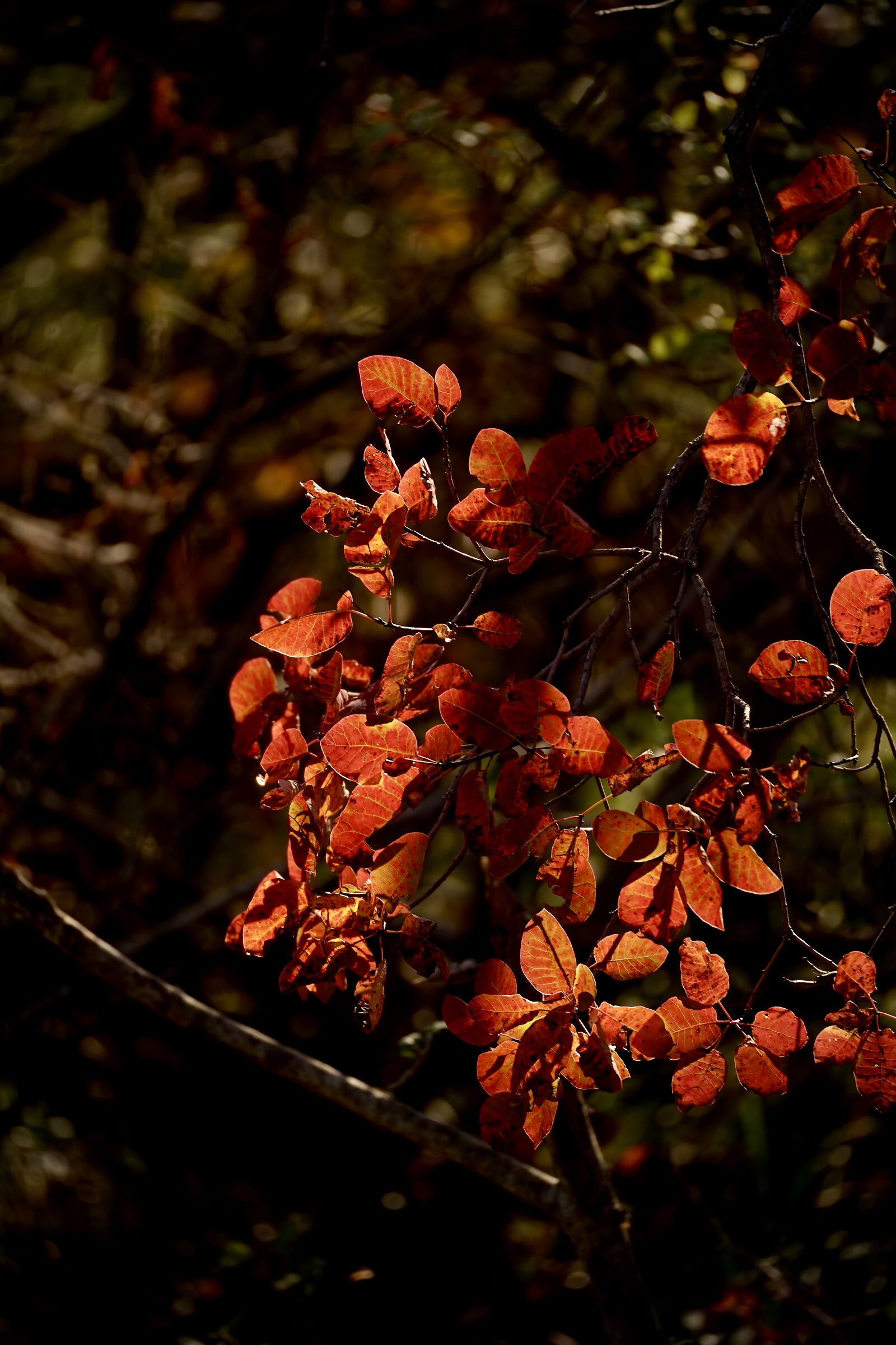 Sommaco nel carso goriziano
