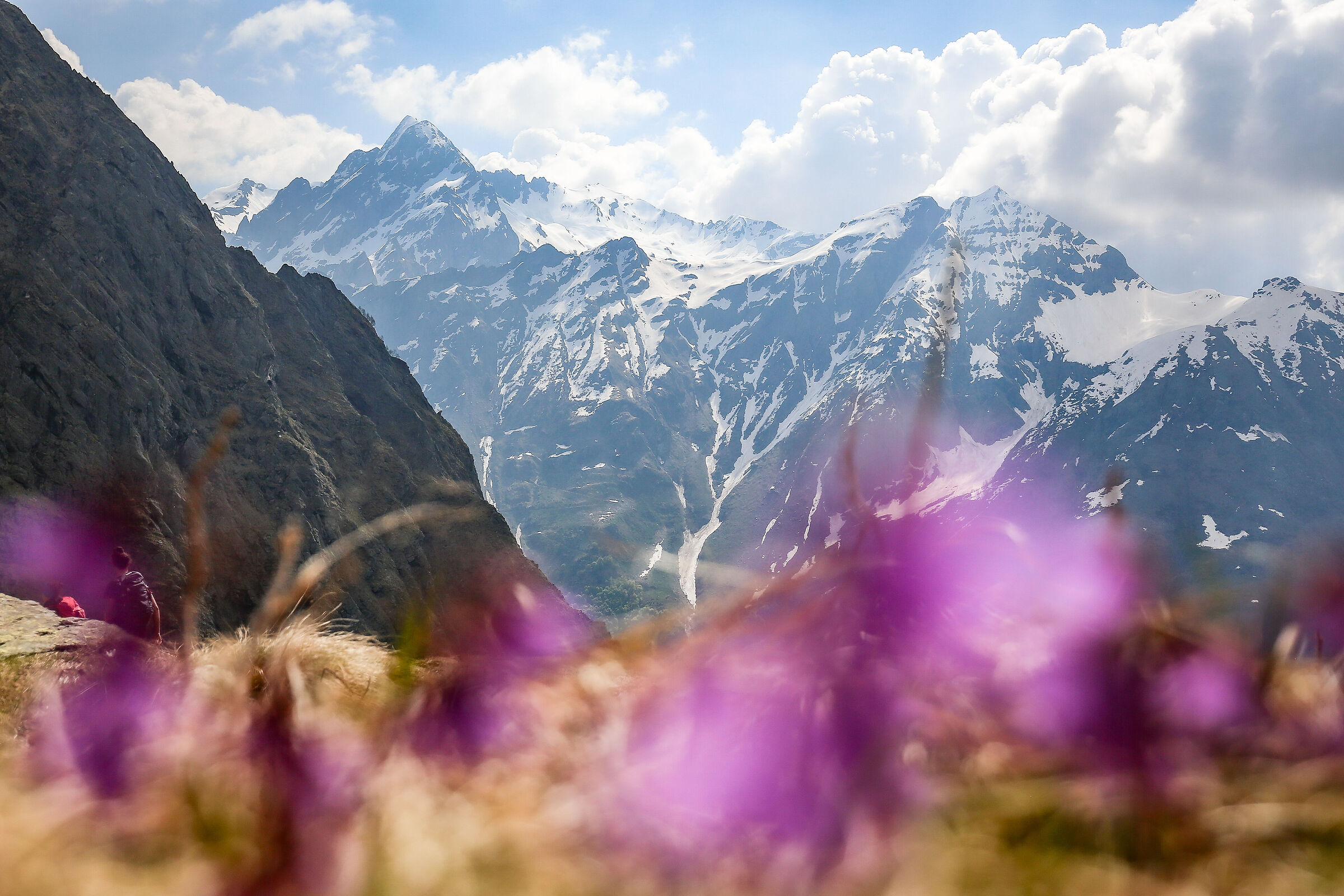 Snow and flowers at high altitude