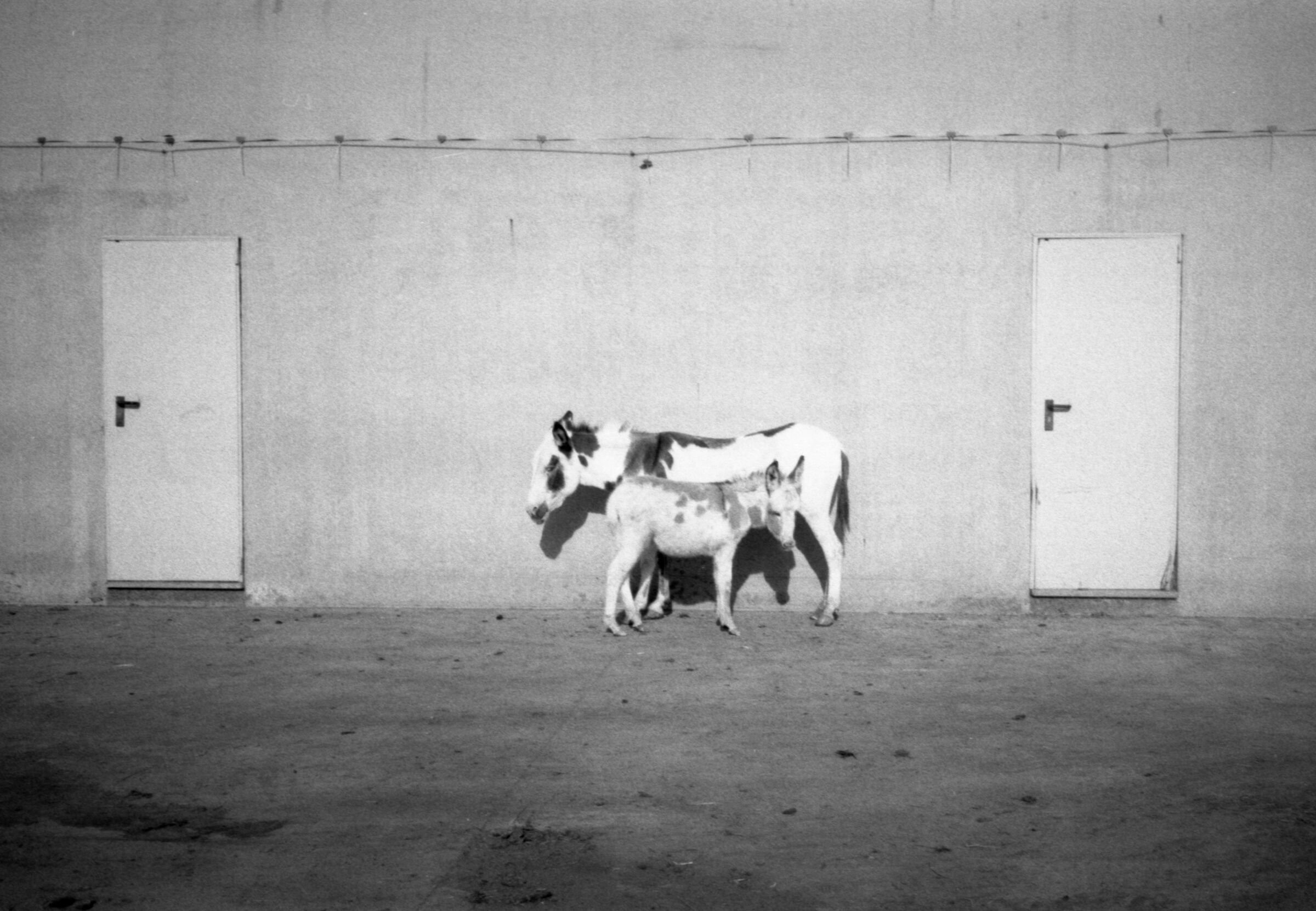 Asini al muro