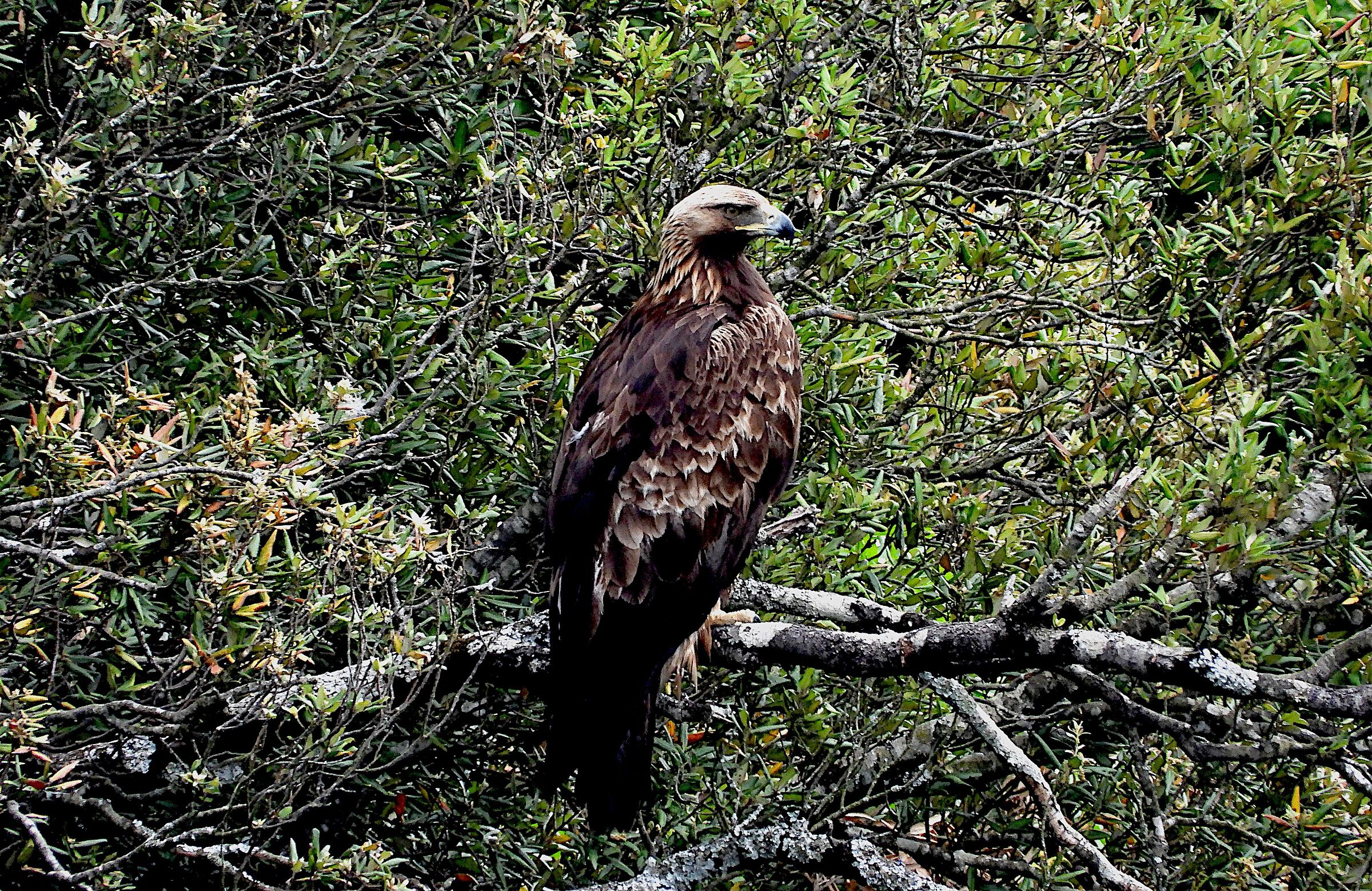 Eagle of the Melfa Gorges