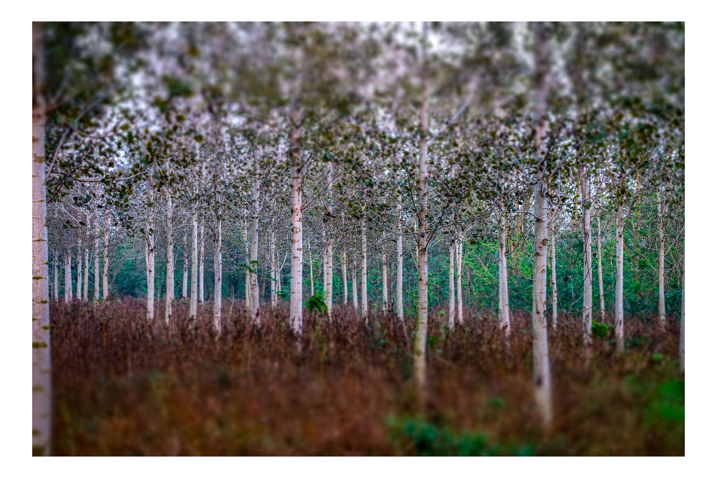 forest