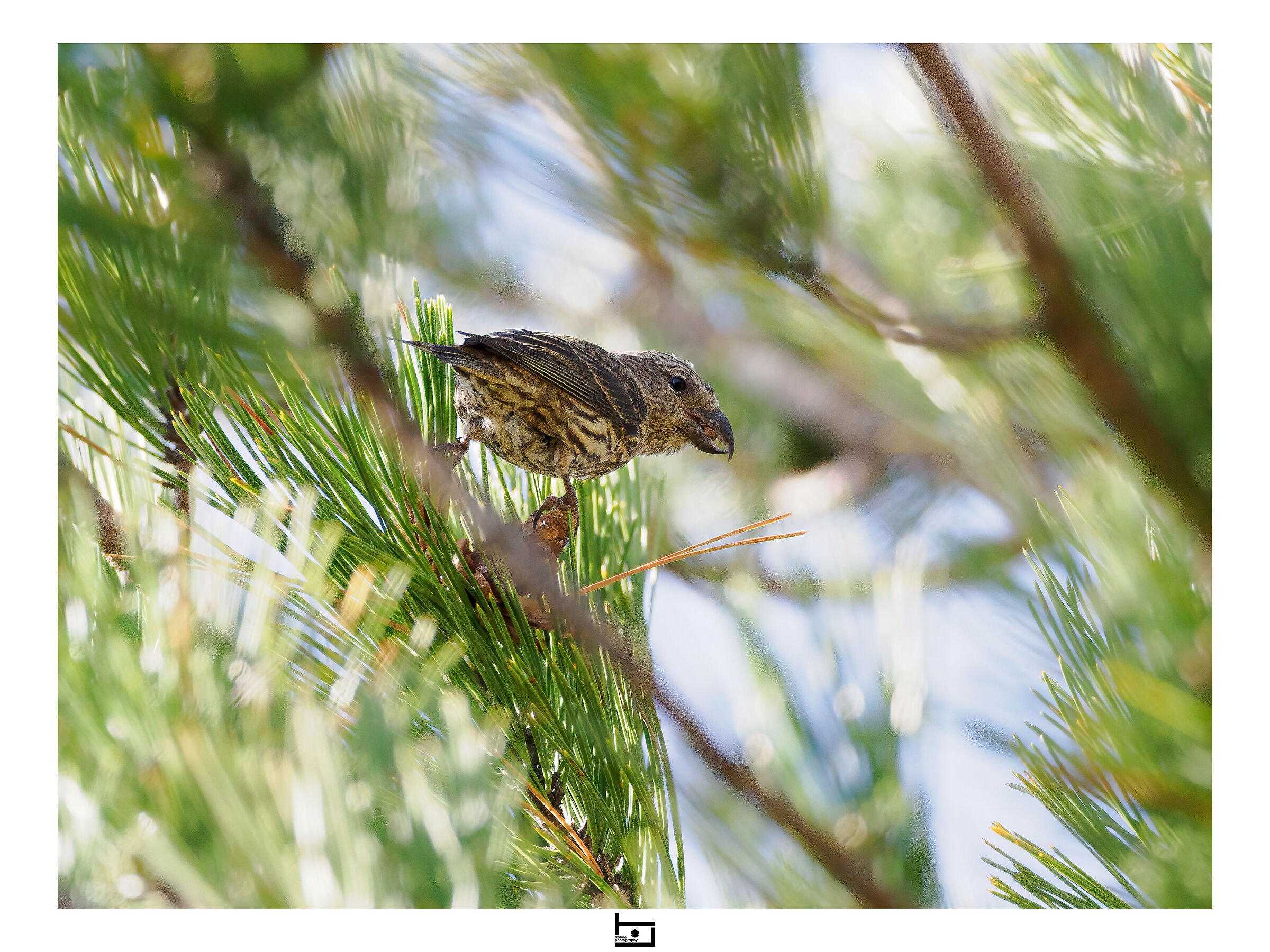 Crociere in alimentazione