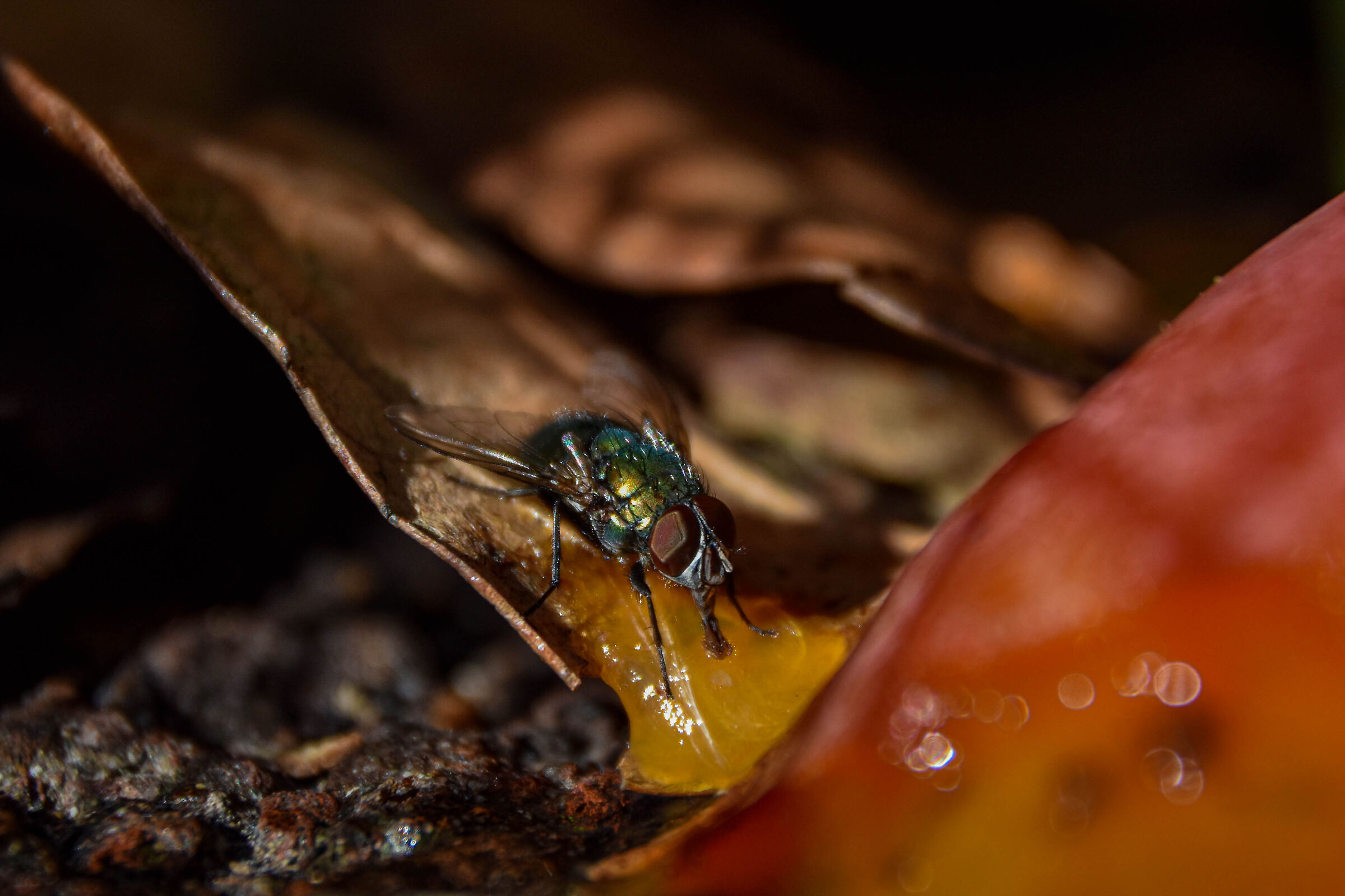 Quando cadono i cachi