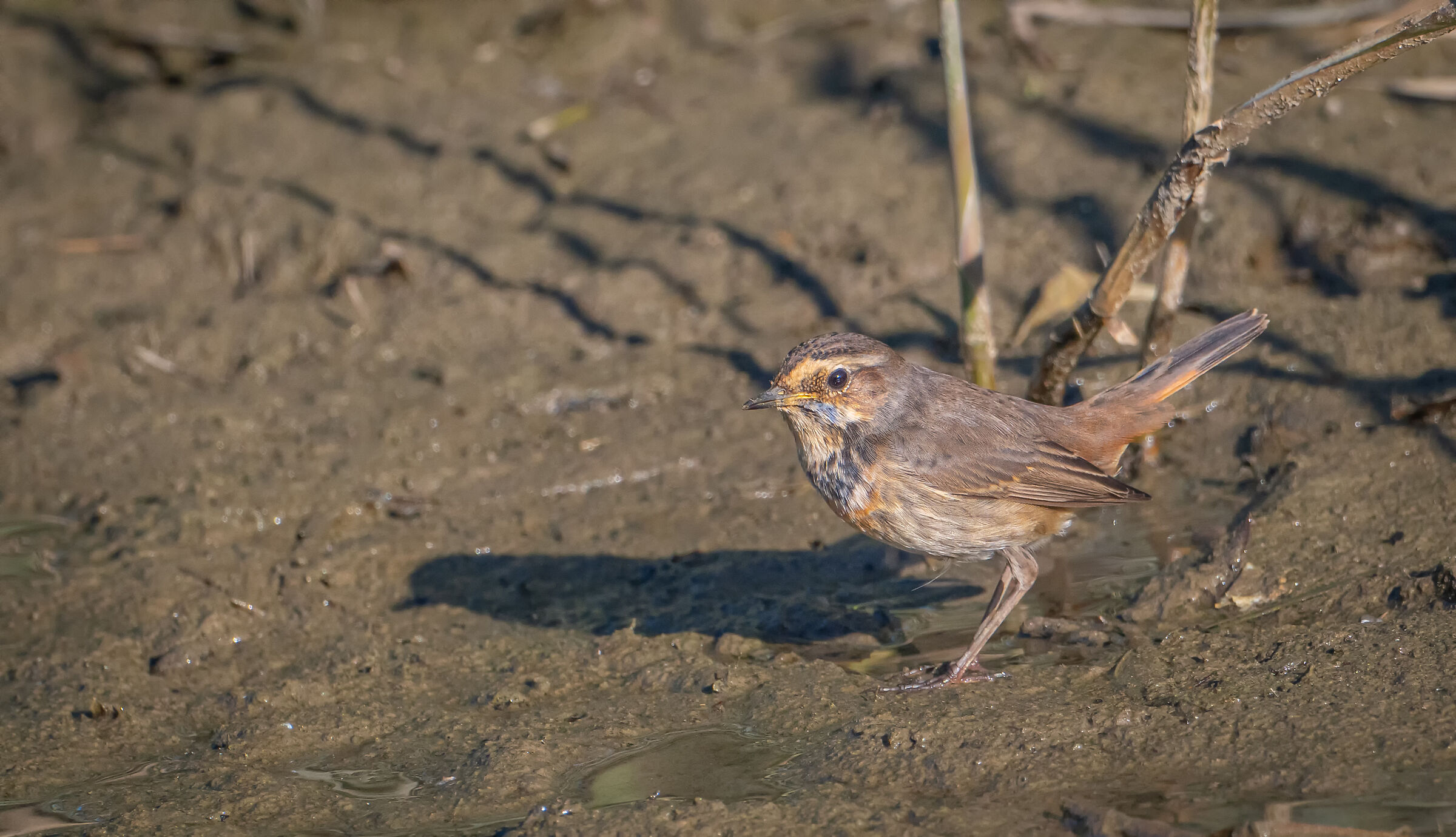 Blue chest Imperia urban park 11/11/24