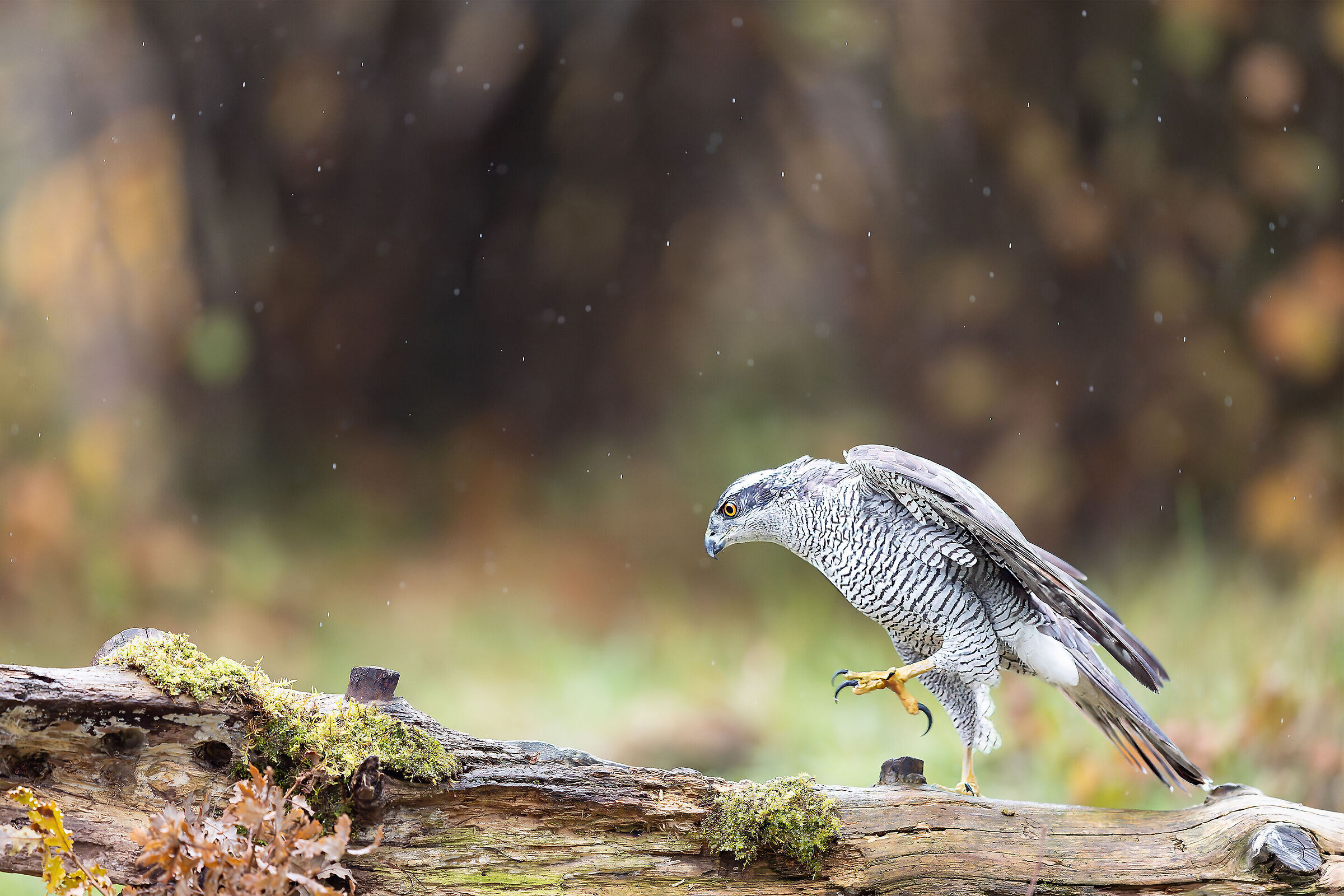 La marcia dell'Astore