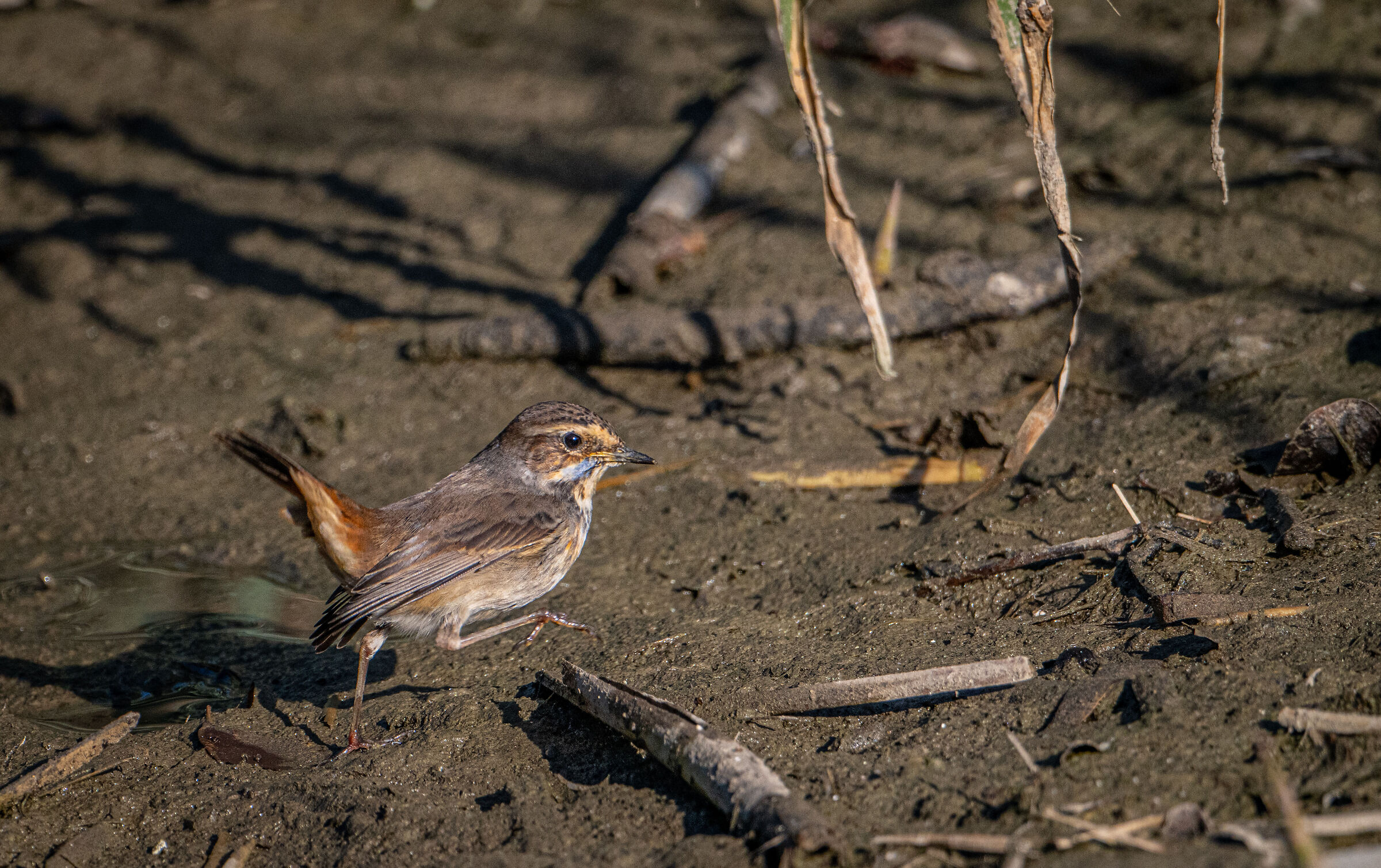 Blue chest Imperia urban park 11/11/24
