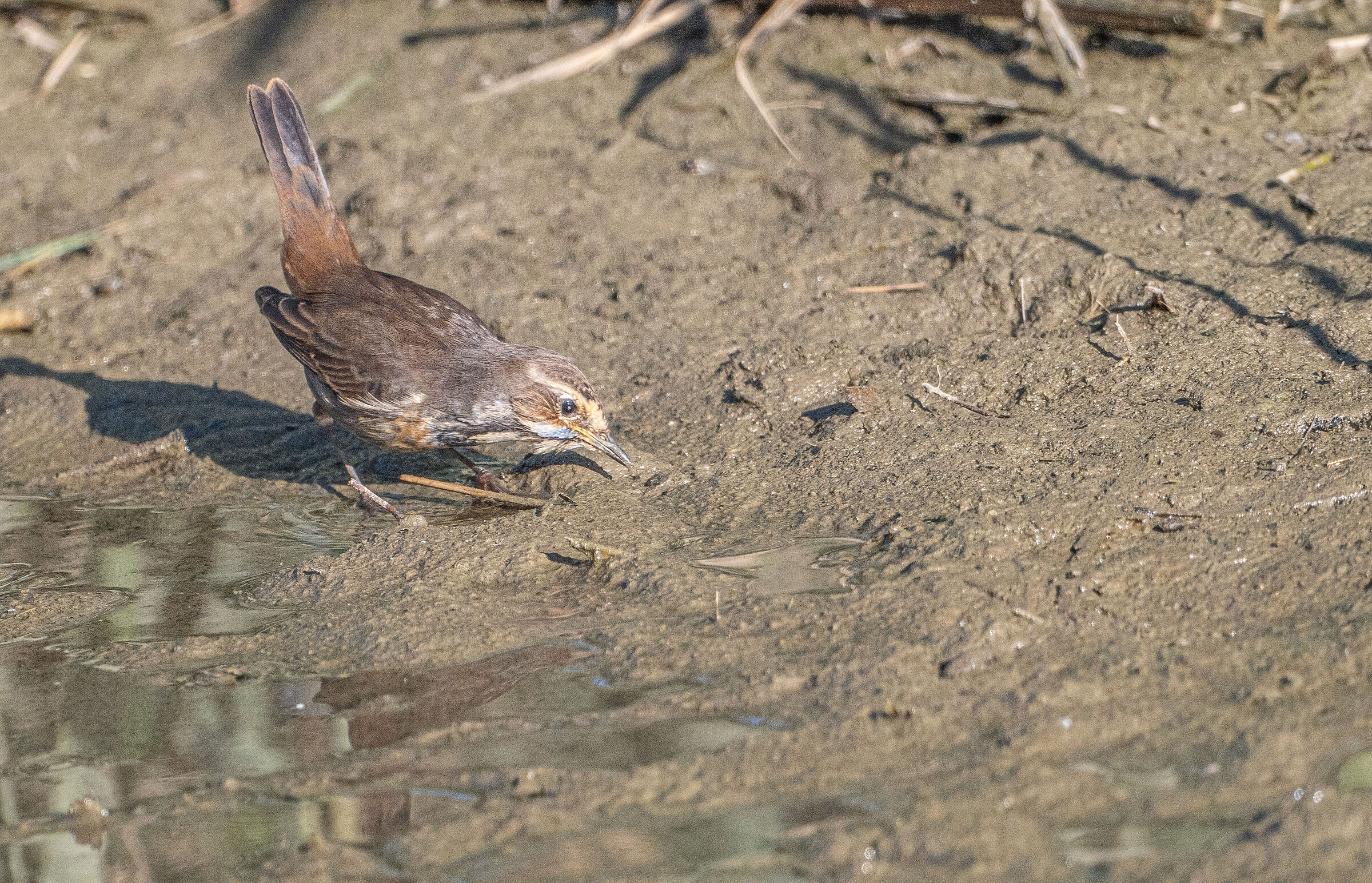 Imperia blue chest 11/11/24