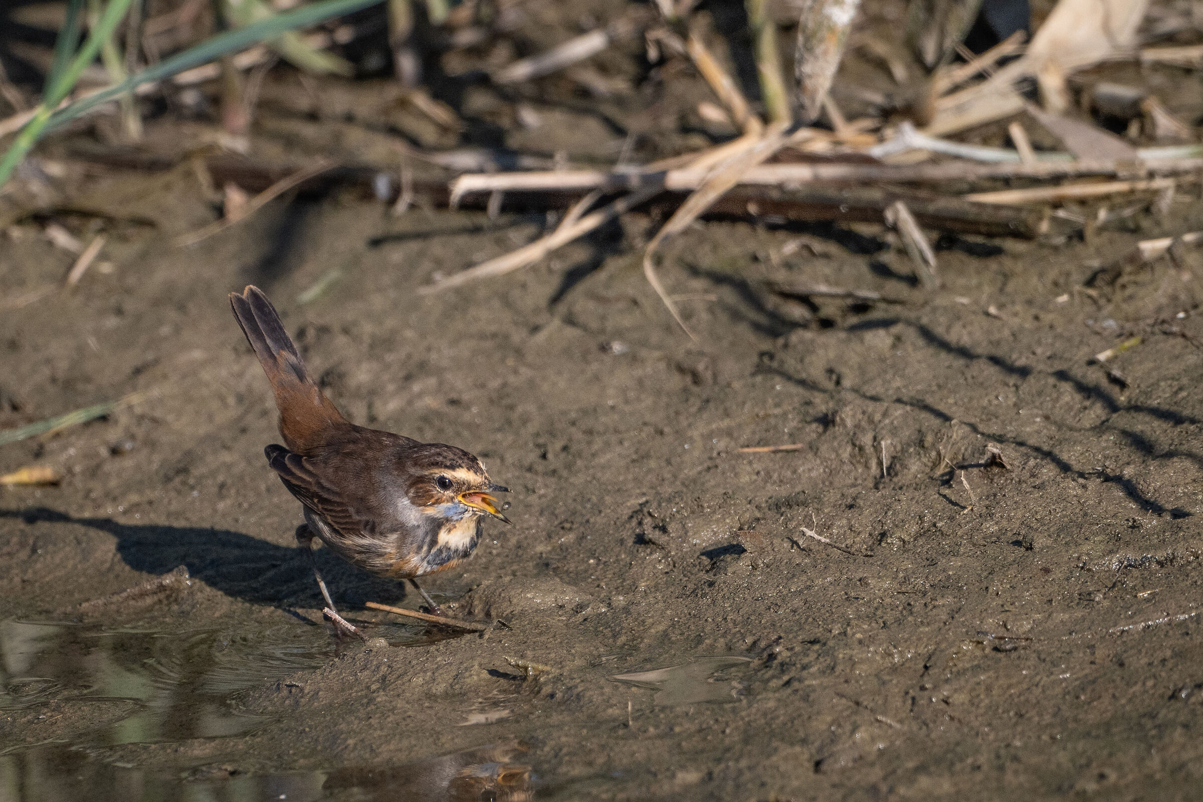 Blue chest Imperia urban park 11/11/24