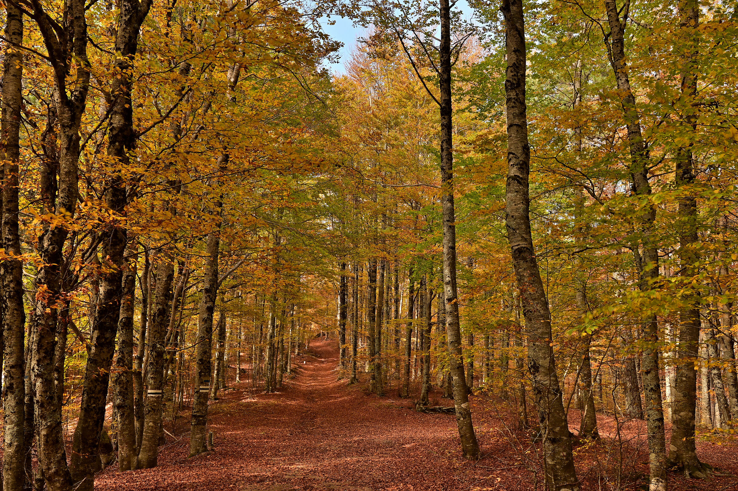 A passeggio in boschi dorati. Sila, Monte Gariglione