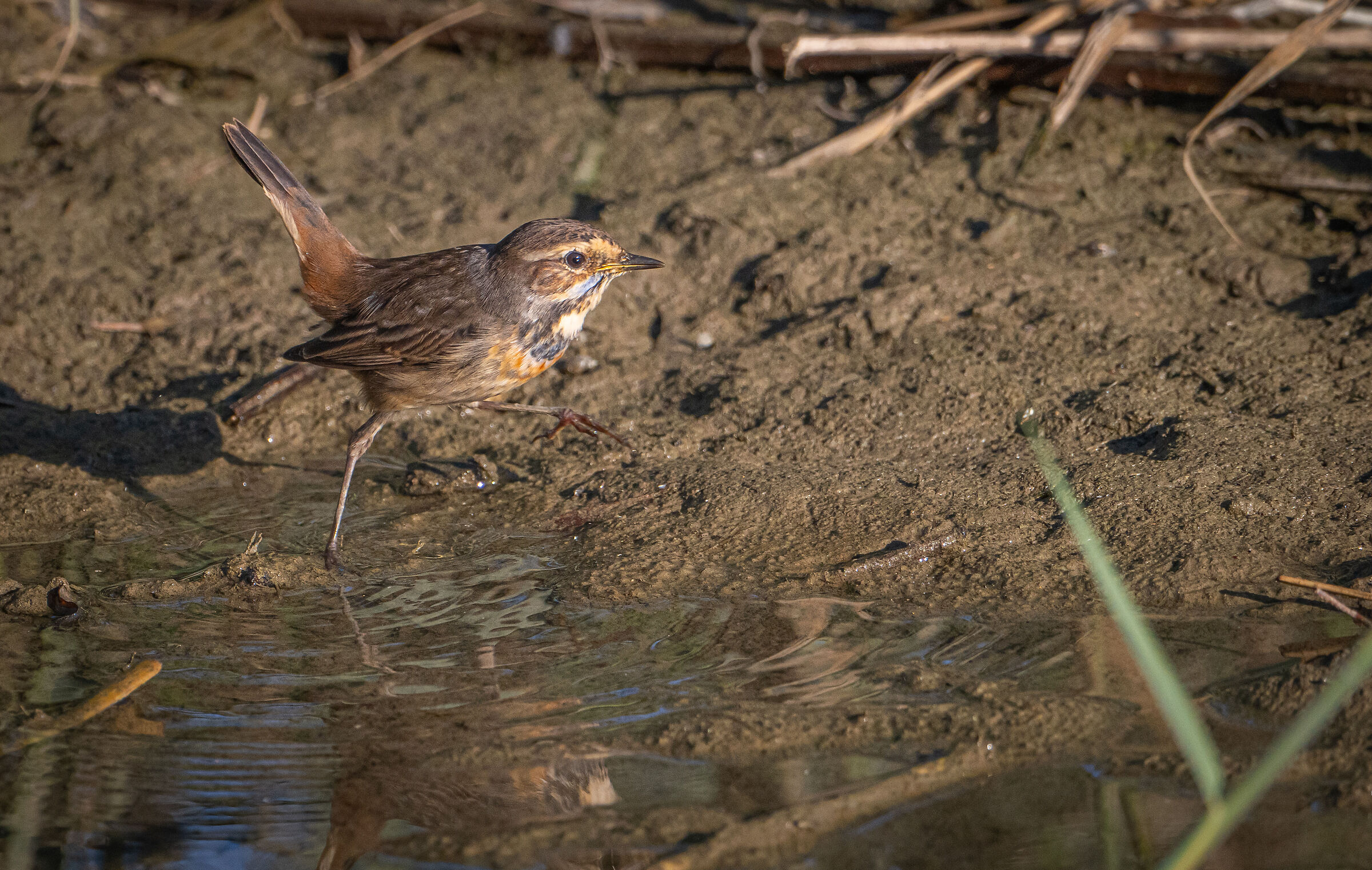 Blue chest Imperia urban park 11/11/24