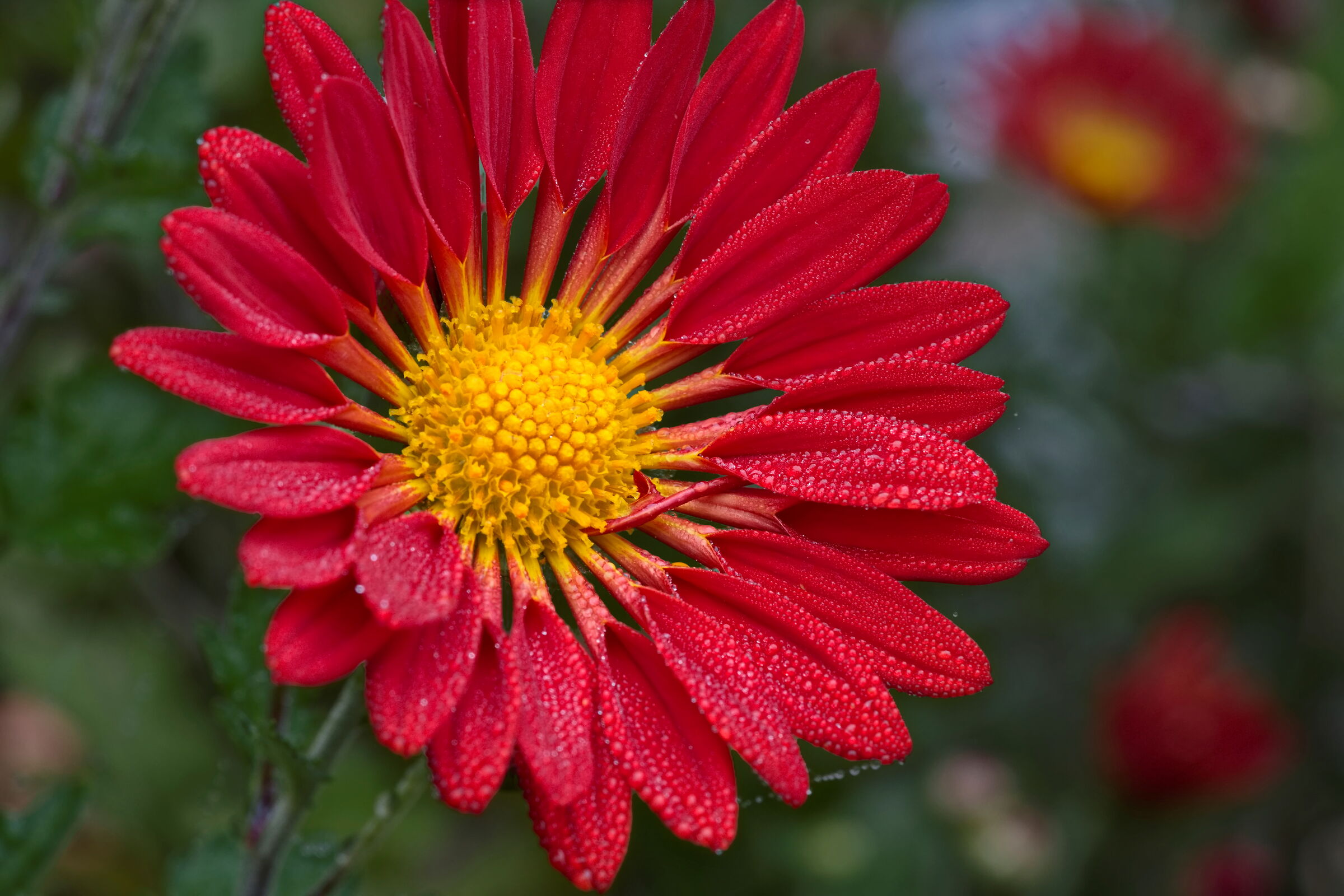 Chrysanthemum with dew