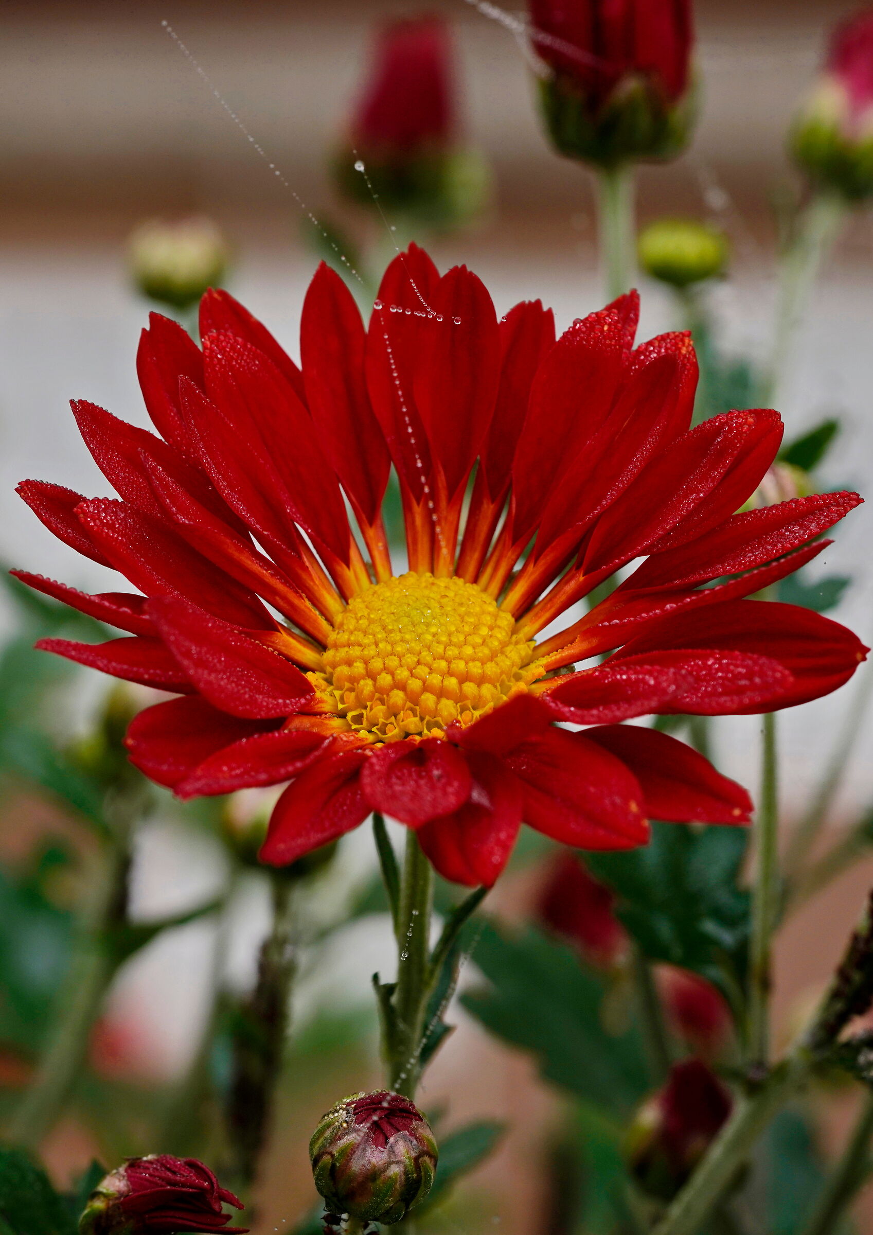 Chrysanthemum in November