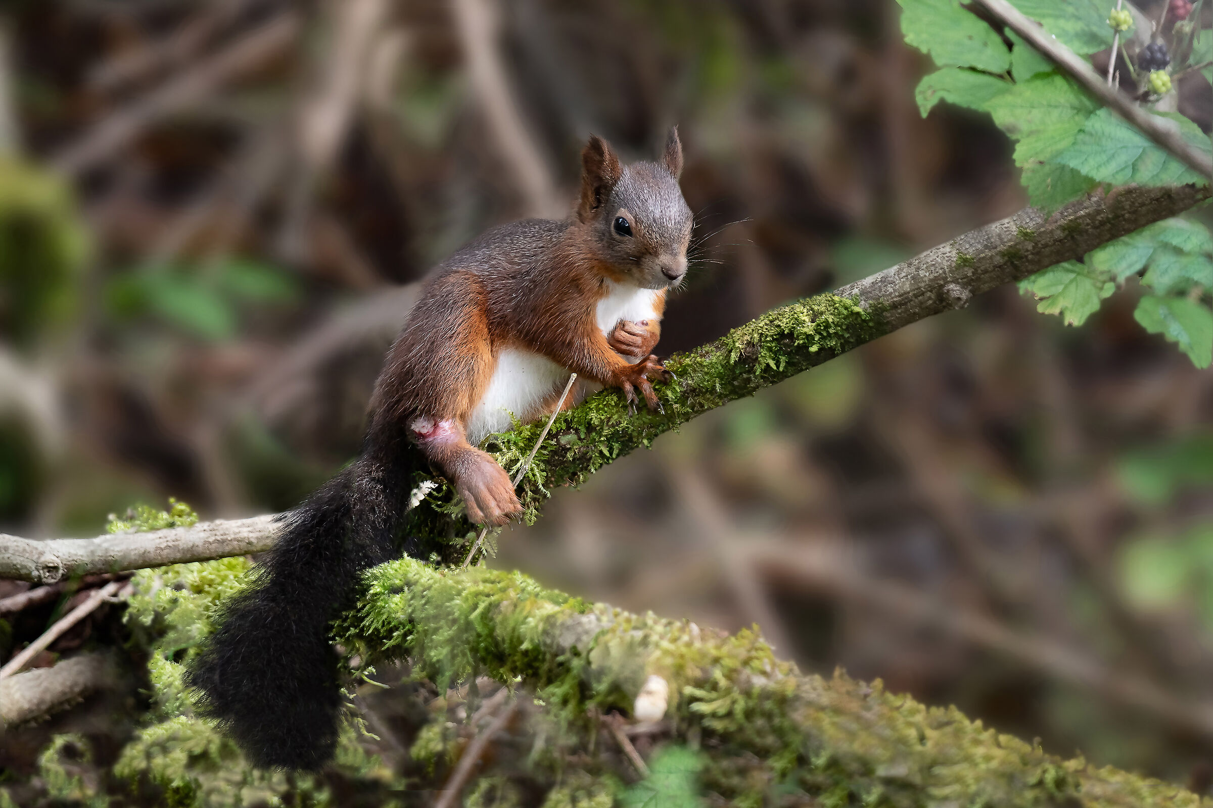 Lo scoiattolo ferito