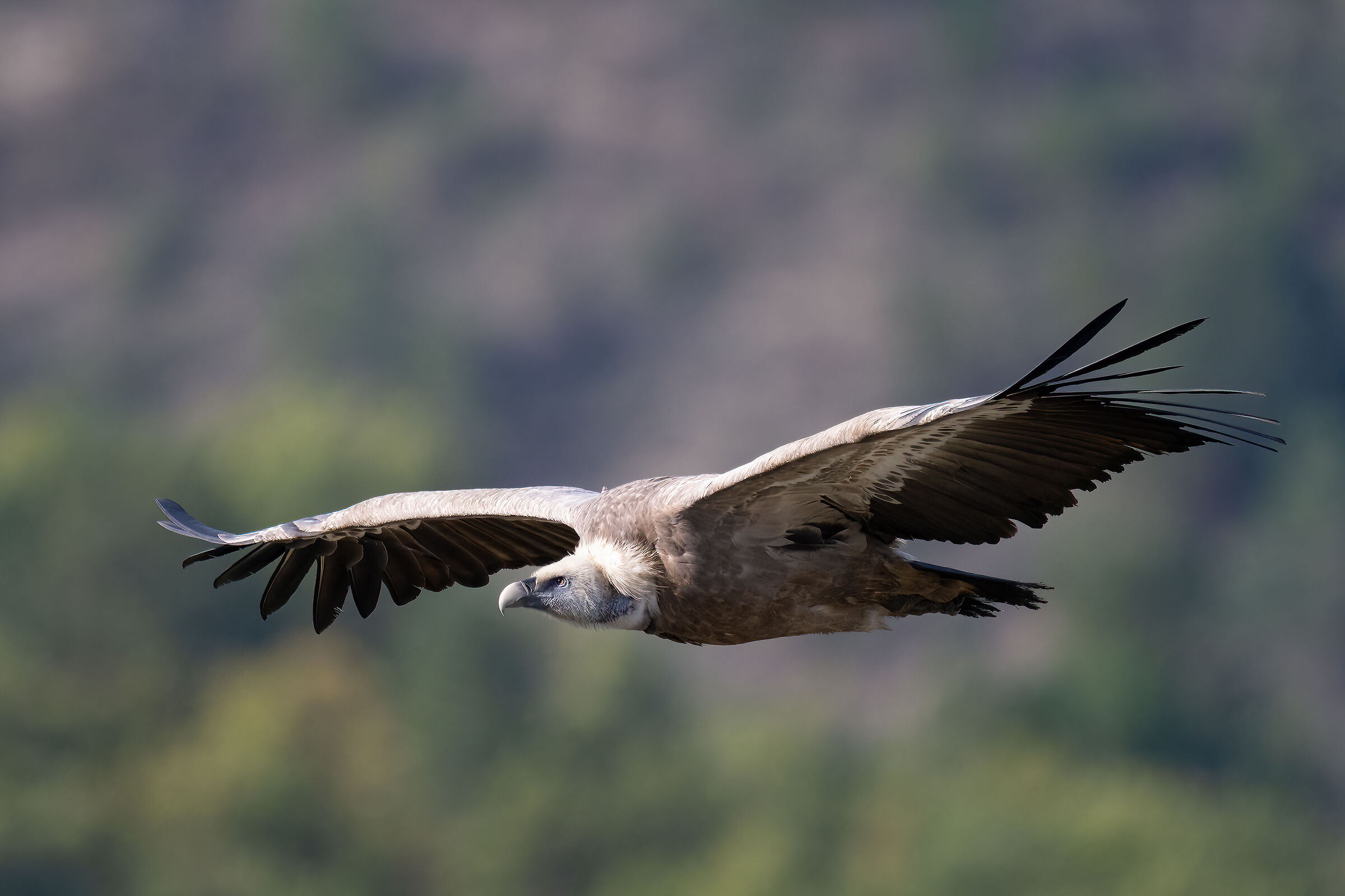 Griffin - Barronies Provencal