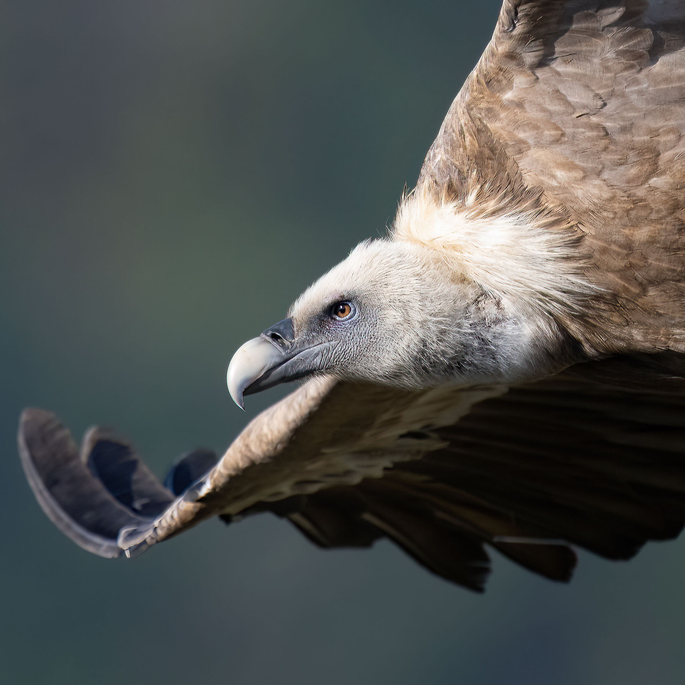 Griffin - Barronies Provencal