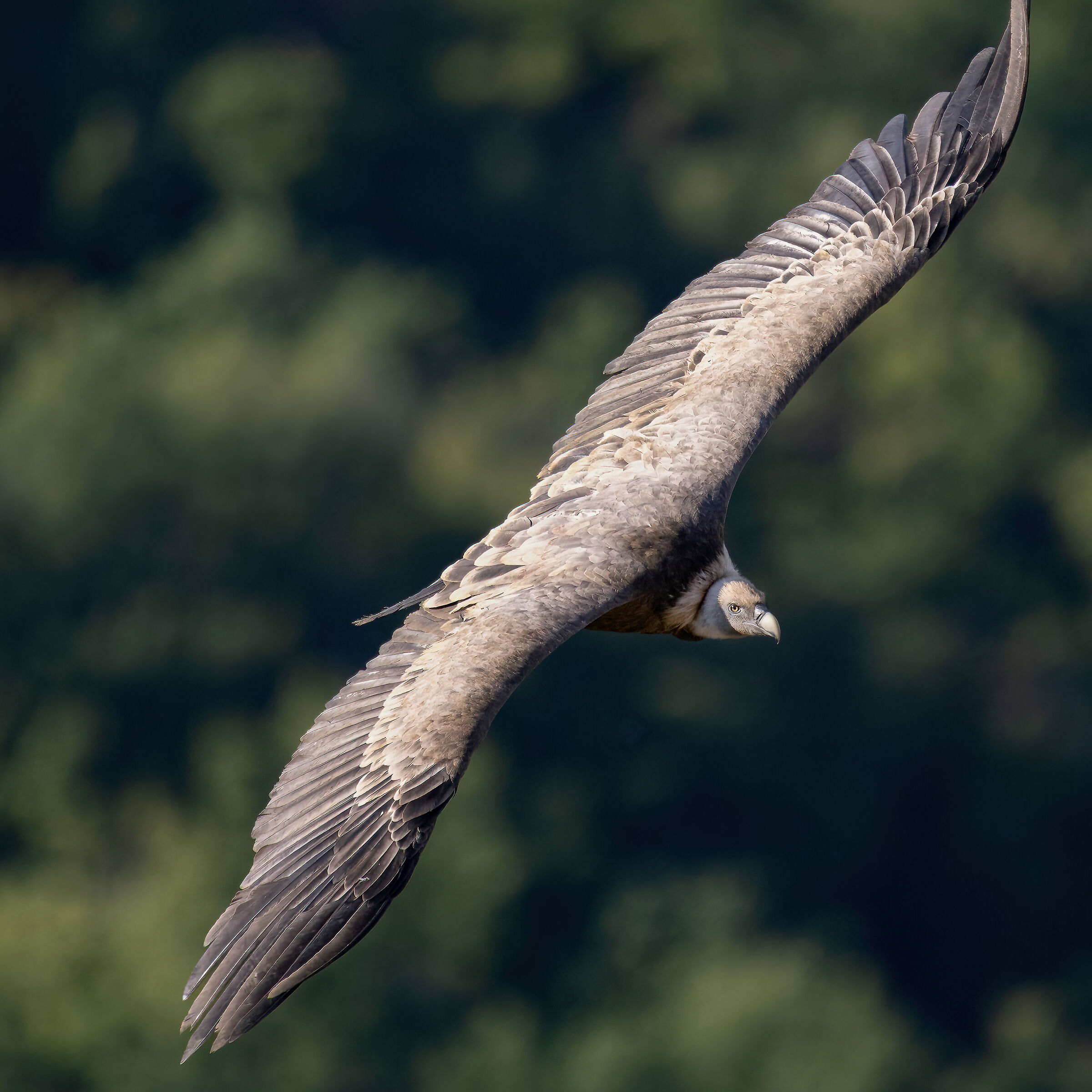 Griffin - Barronies Provencal