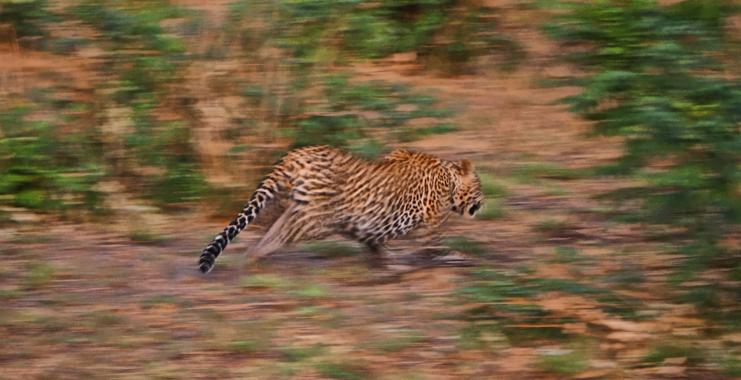 Fast and feline