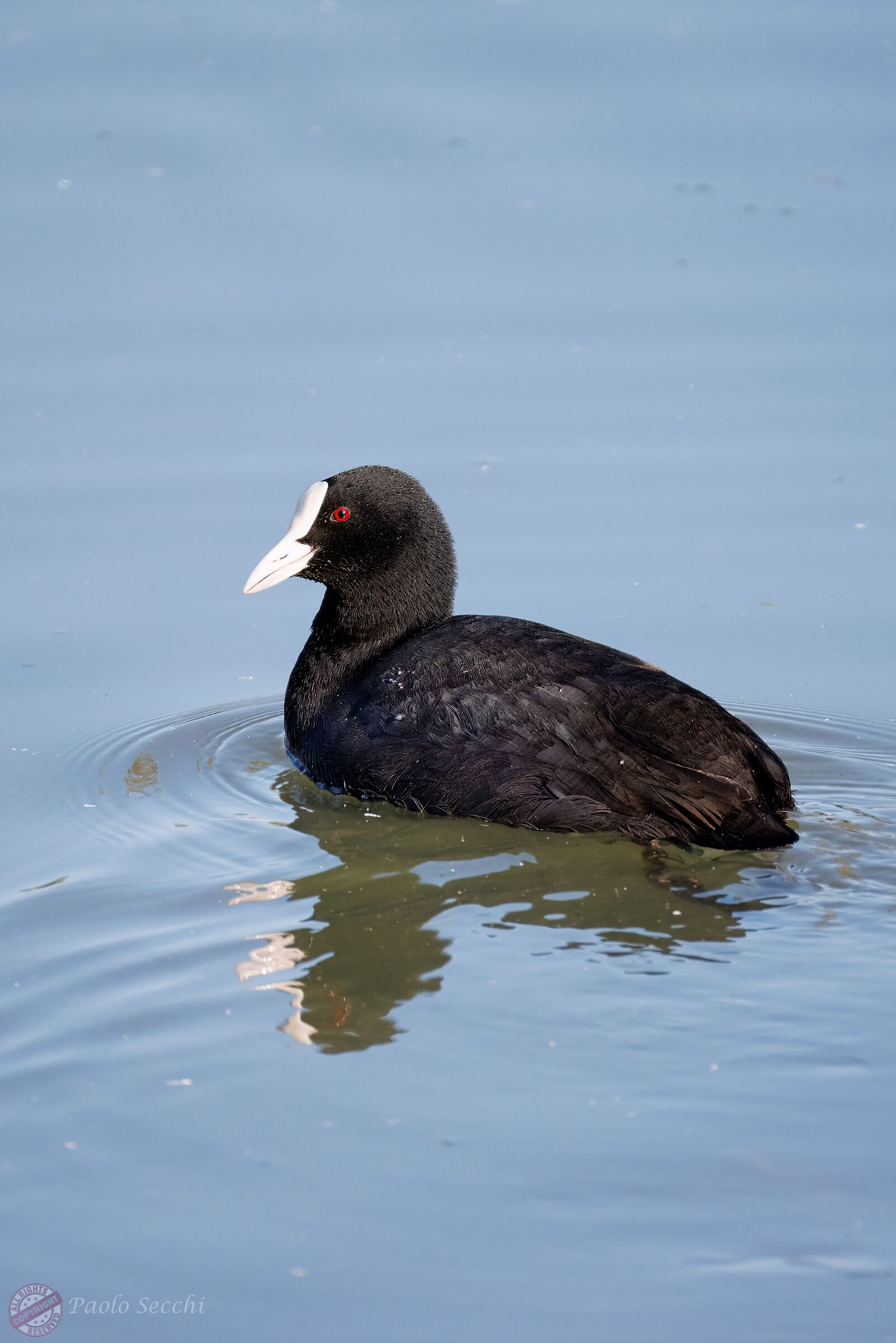 Fulica atra (Coot)