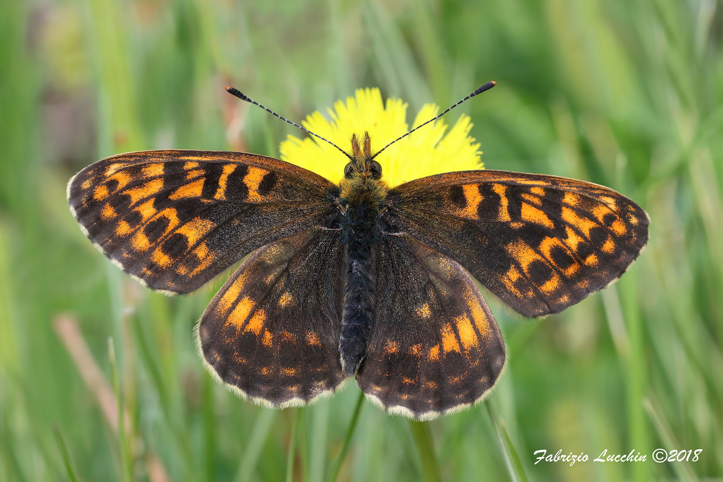 Boloria thore