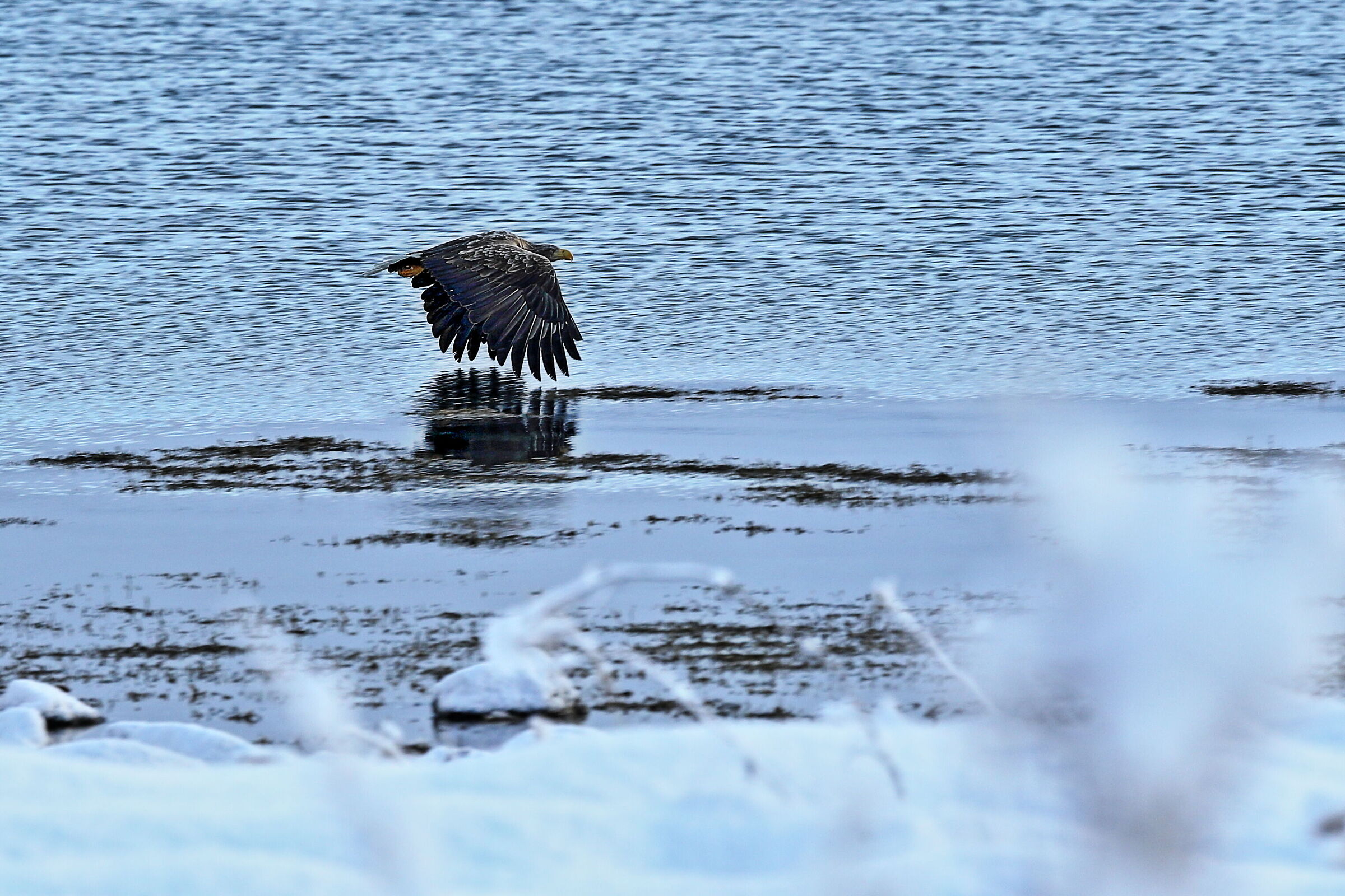 aquila di mare