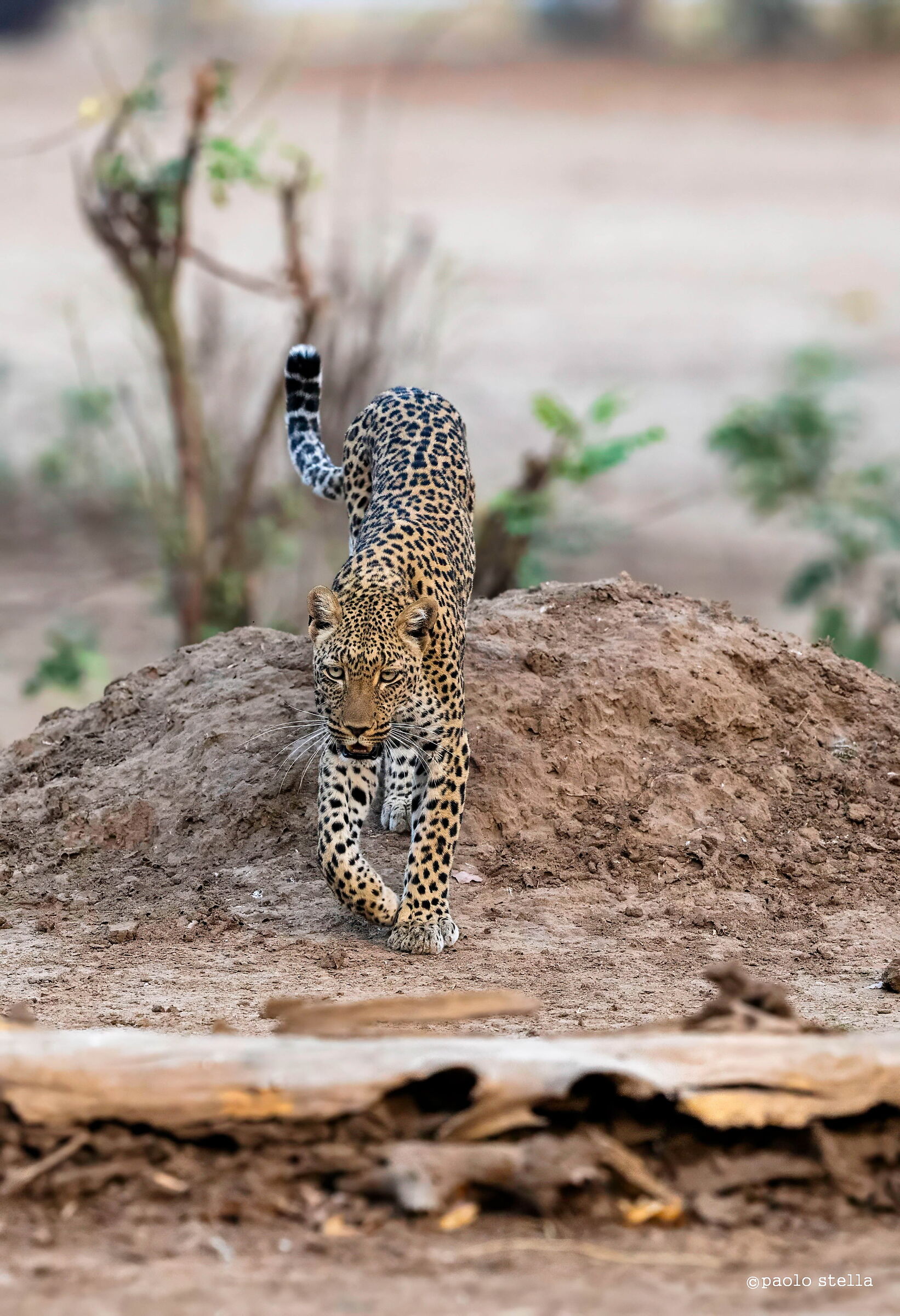 leopardo a caccia al tramonto