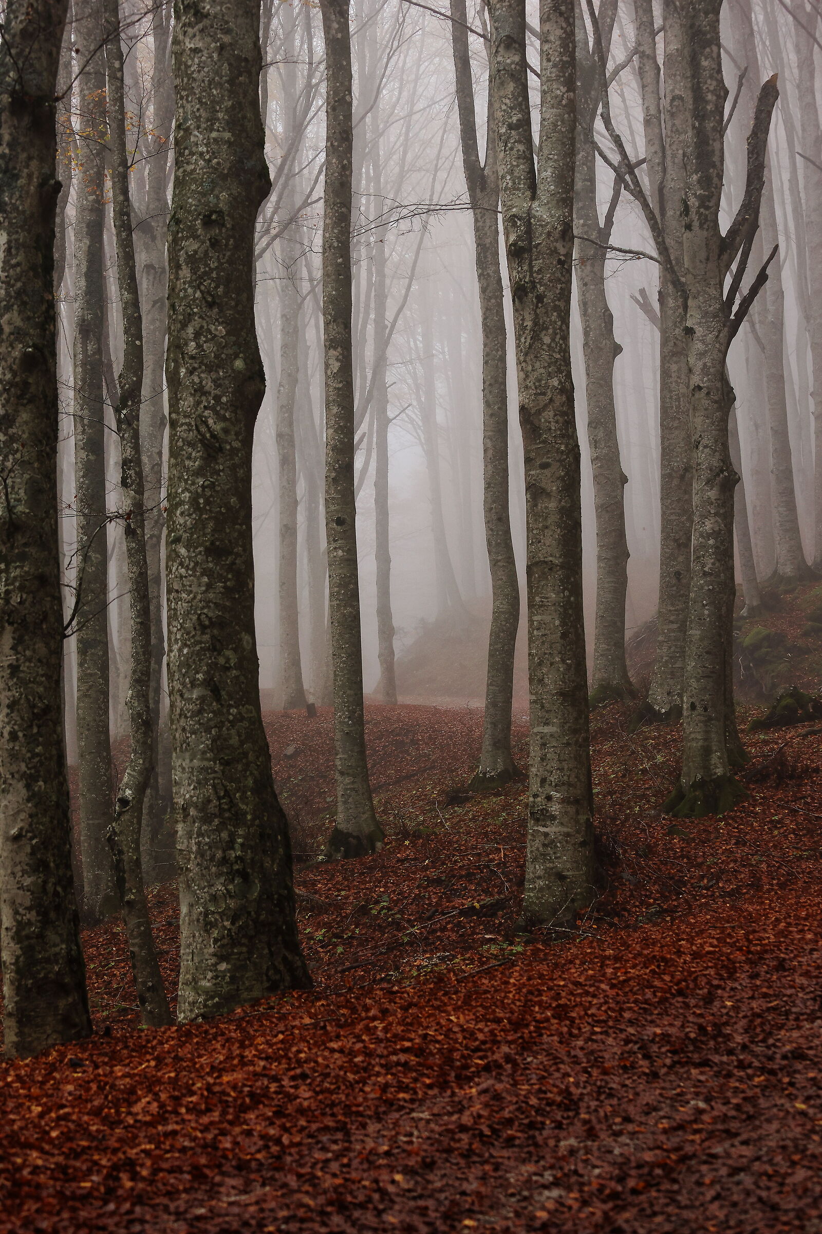 Autumn in the foreground and background