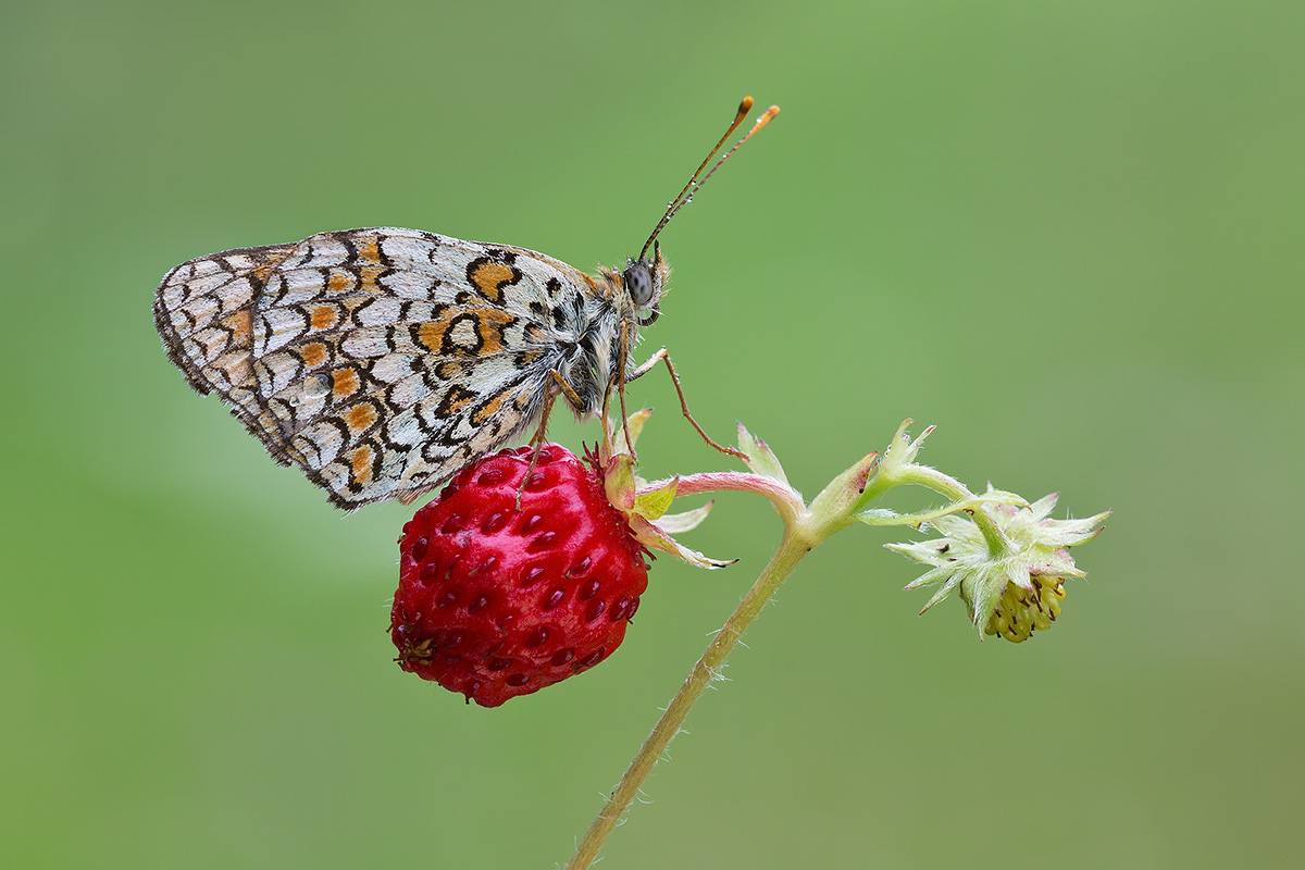 Strawberries with melitaea