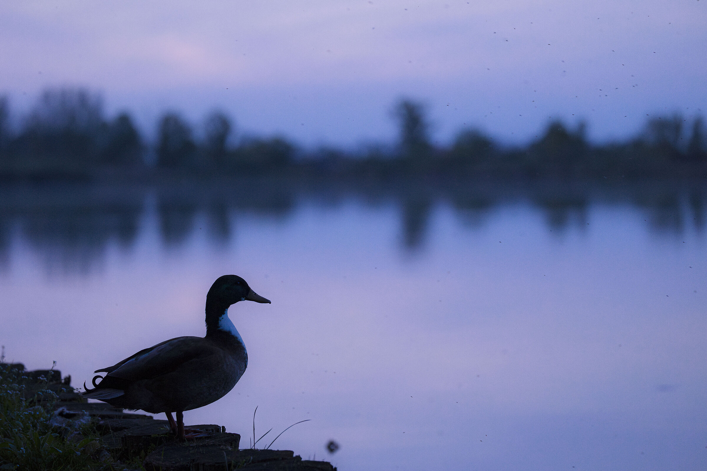 Mantuan duck
