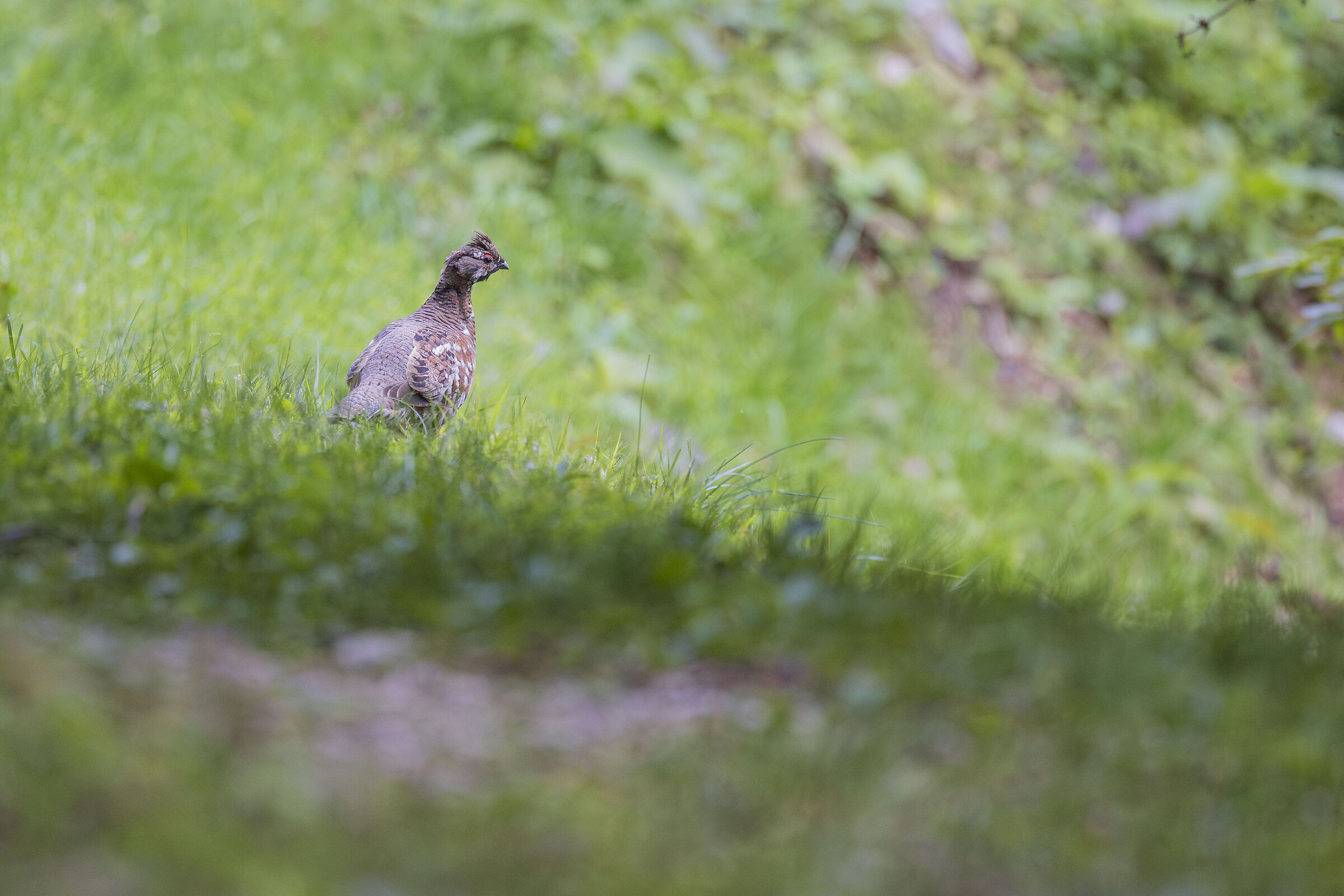 The elusive Hazel Francolin