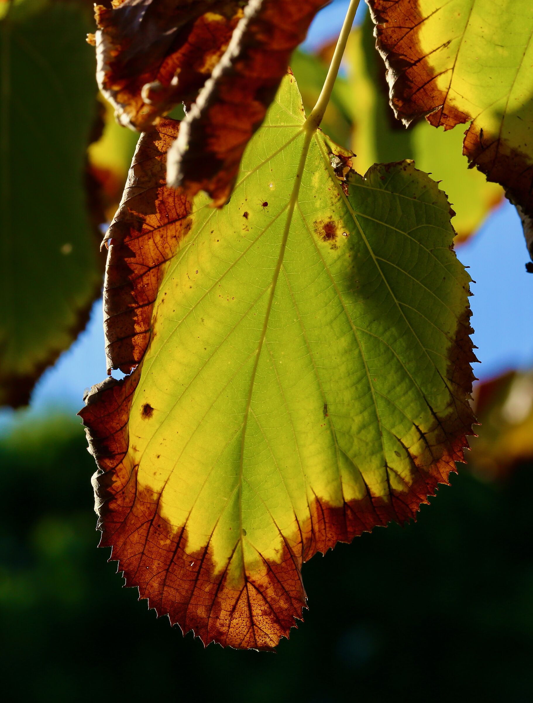 Foglia in metamorfisi