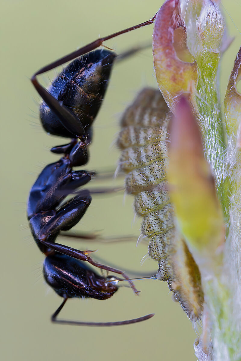 The ant and the caterpillar