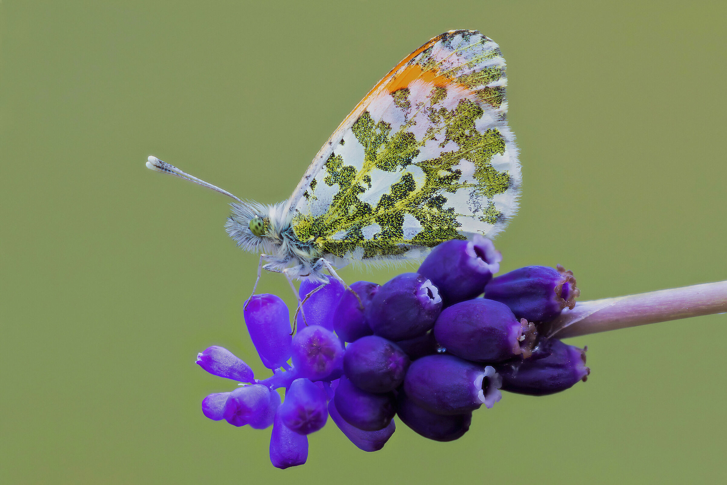 Anthocharis cardamines
