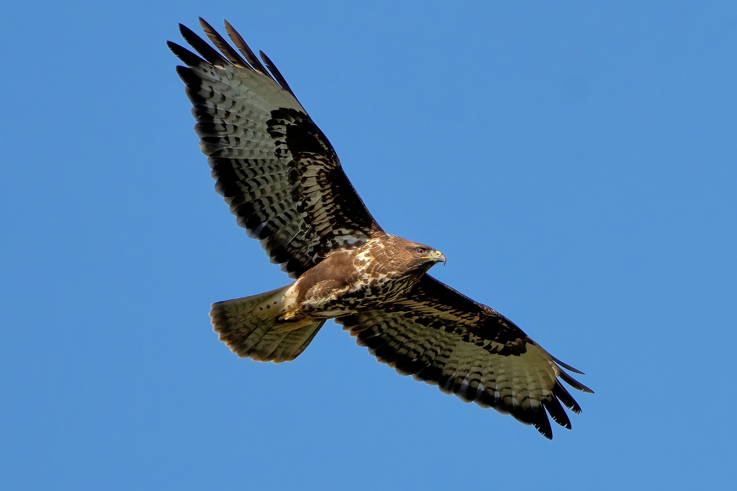 Poiana (Buteo buteo)