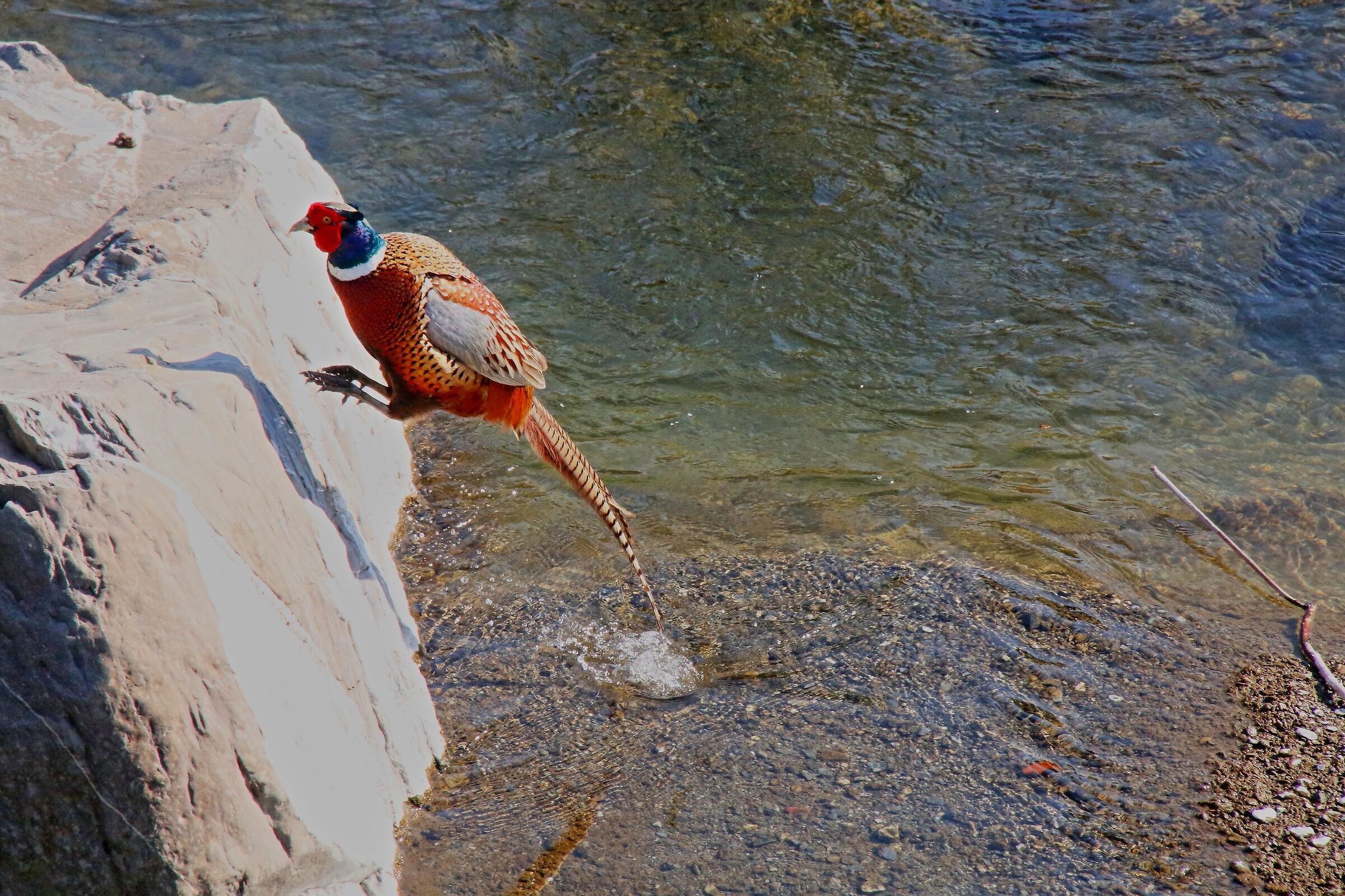 Il salto del fagiano