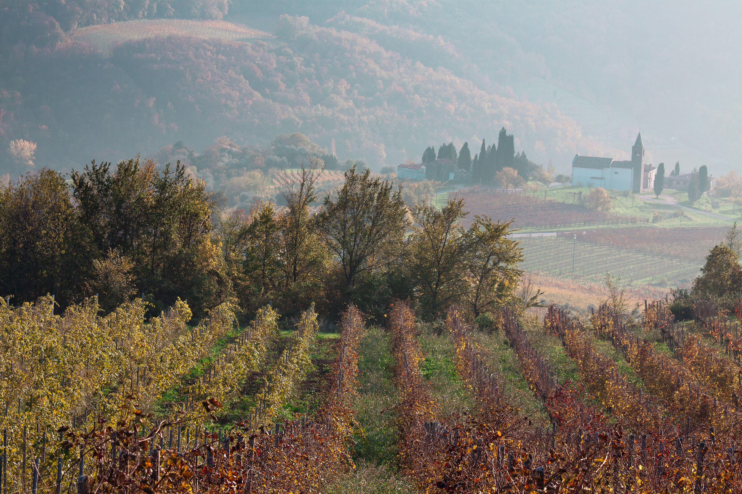 Faedo - Colli Euganei (Pd)