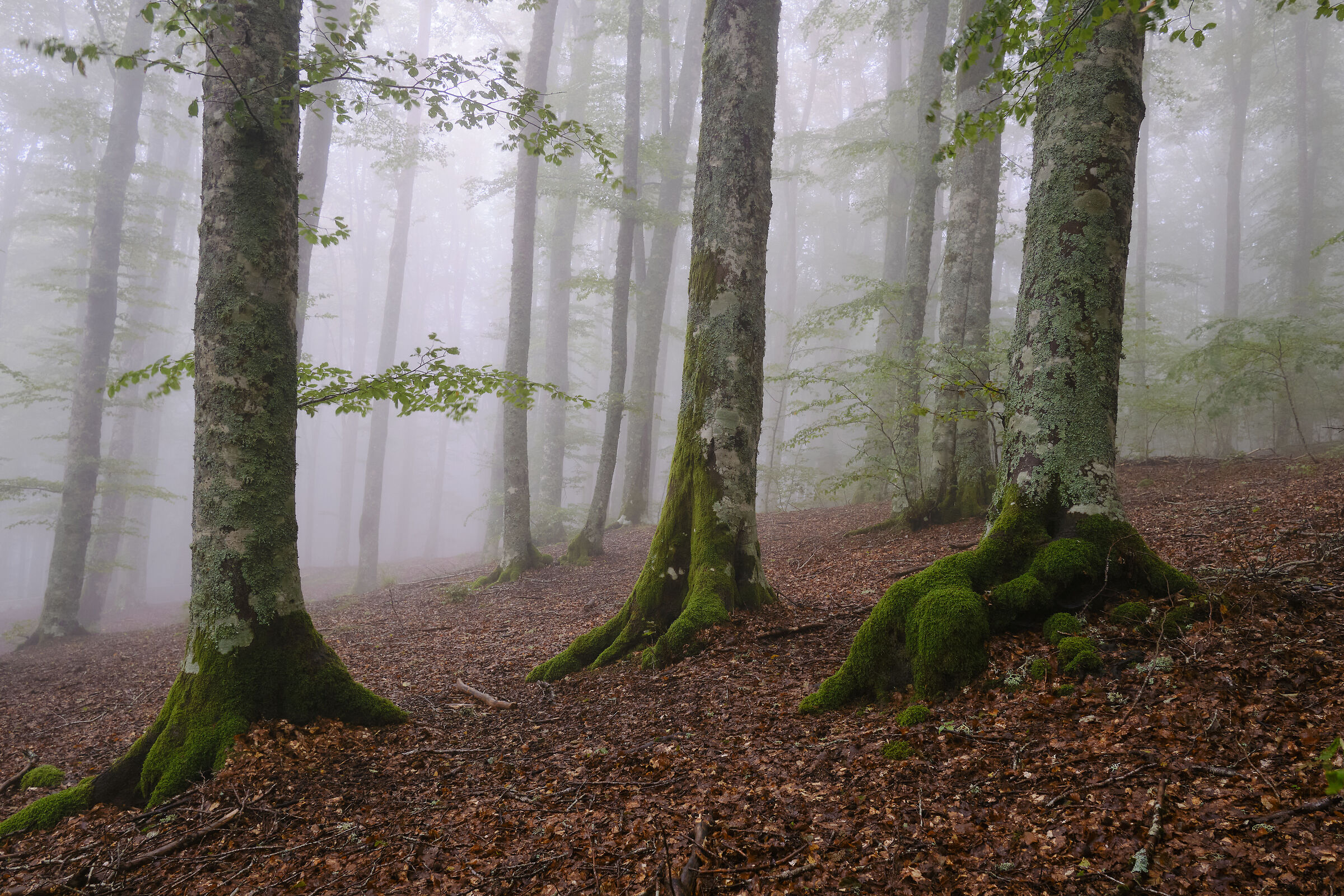 In the forest of Vallombrosa