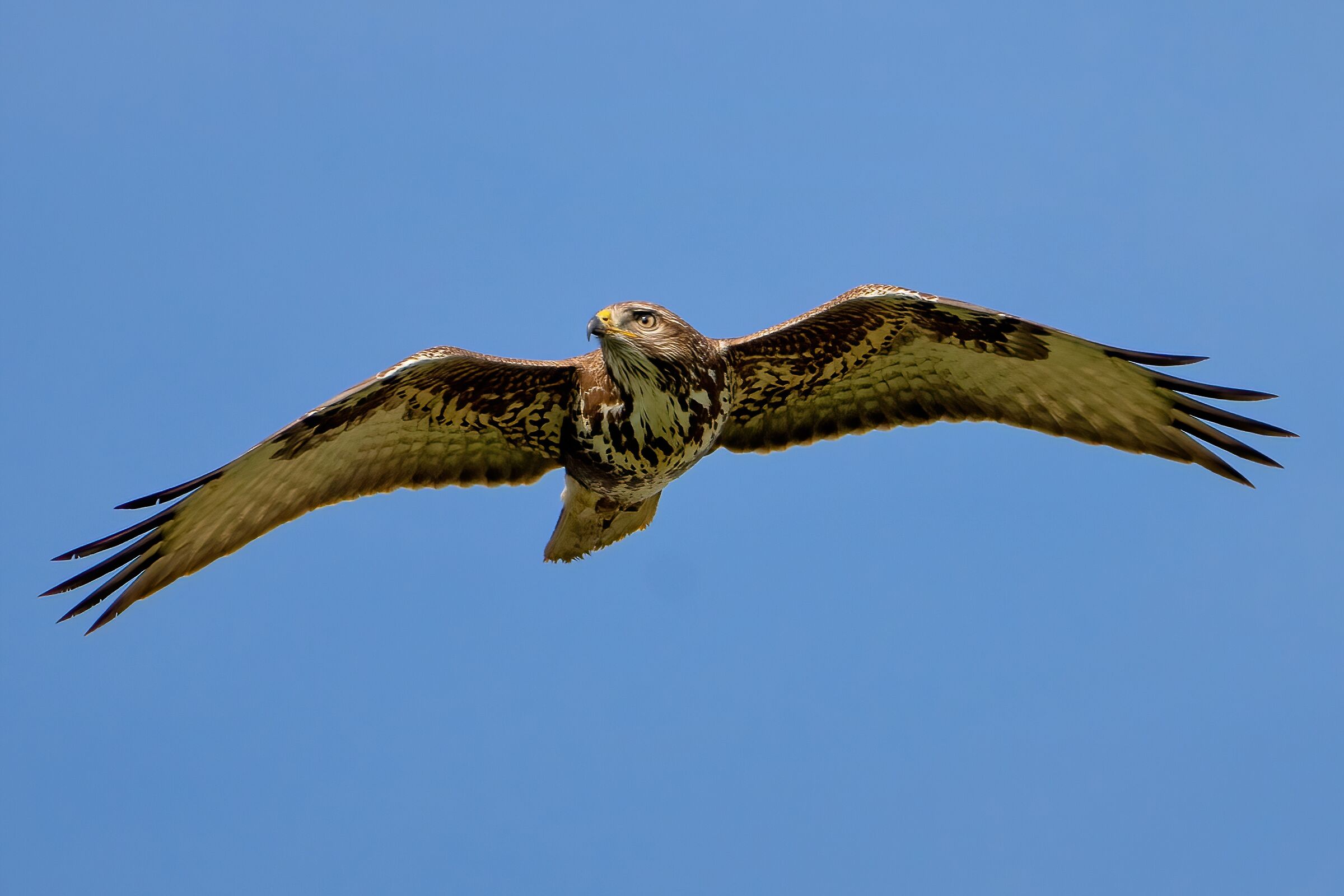 Sempre uno spettacolo vederla in volo . Poiana