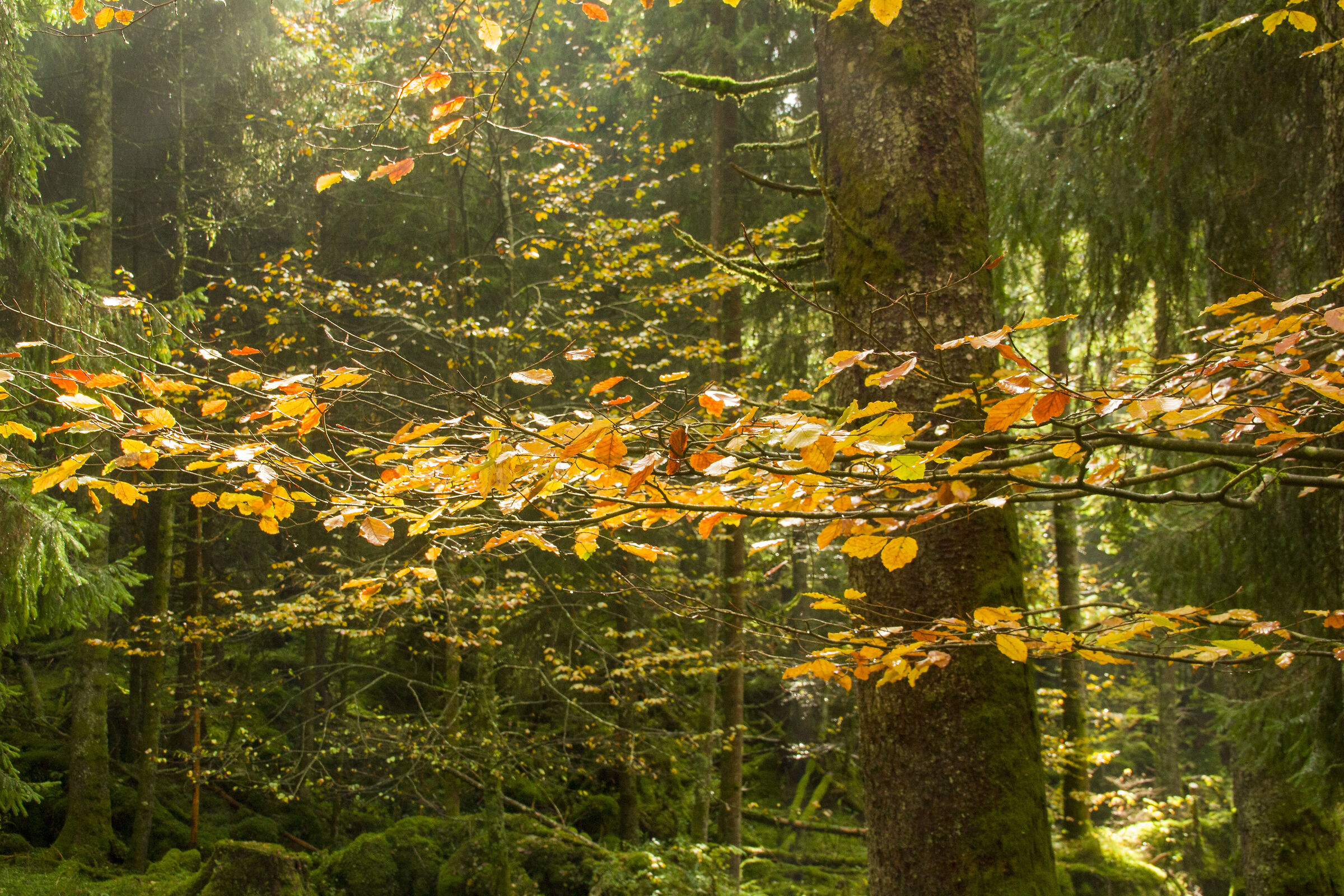 Autunno in Cansiglio