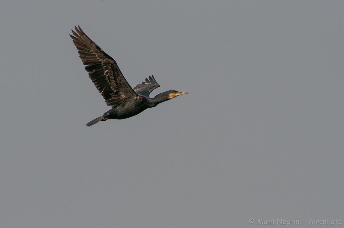 Cormorano