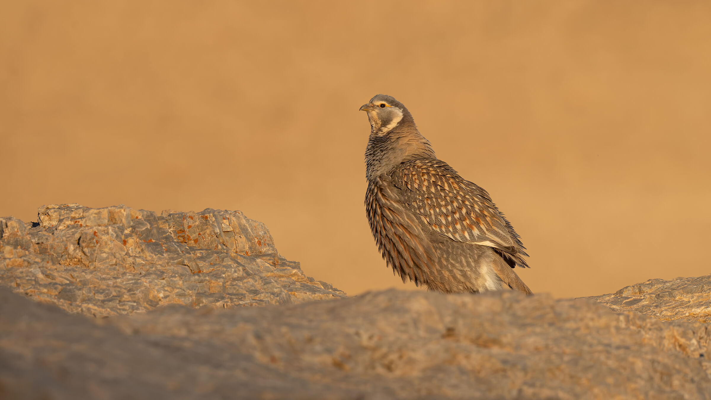 Tetraogallus caspius » Caspian Snowcock