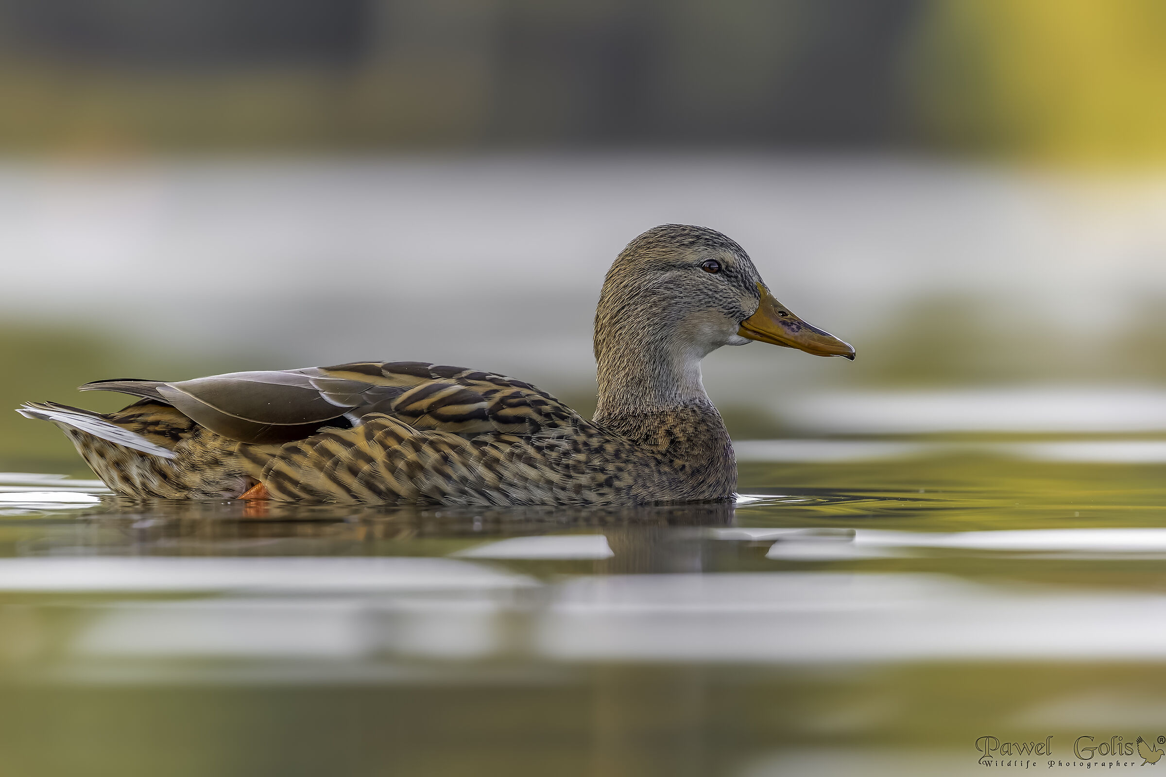 Germano reale (Anas platyrhynchos)