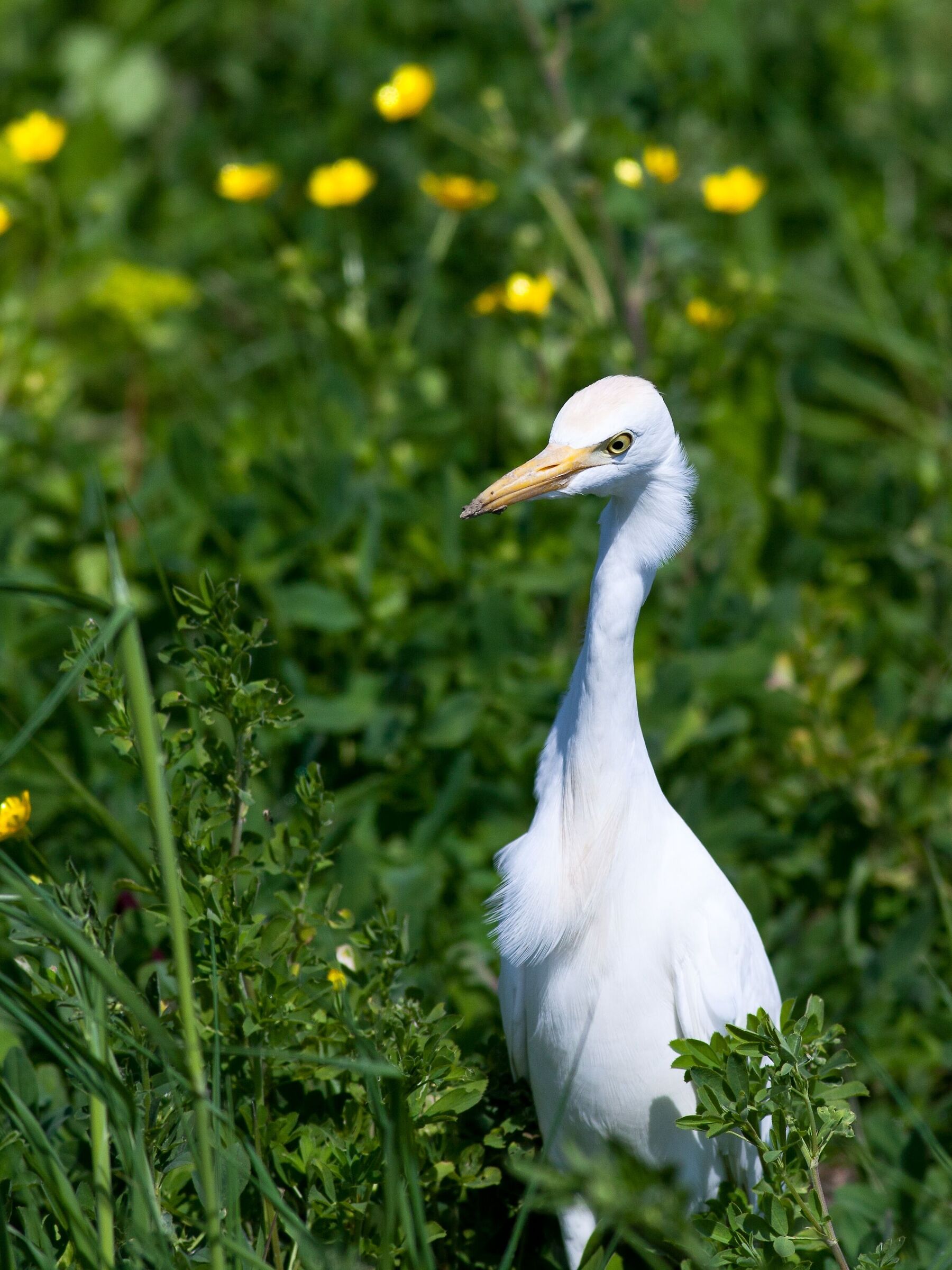 Cattle Egrets