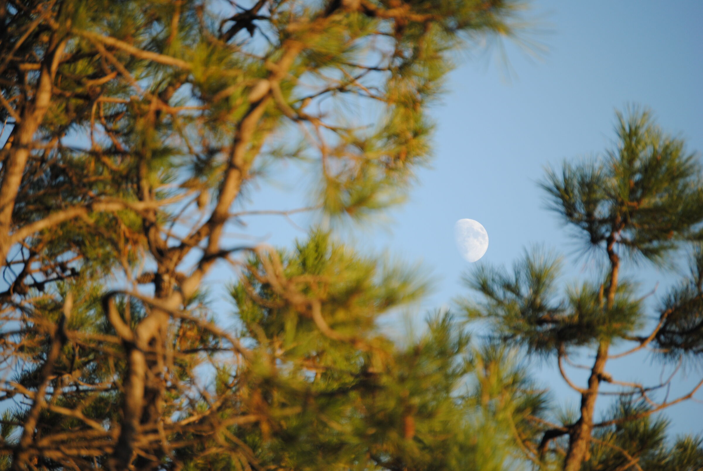 Waxing moon