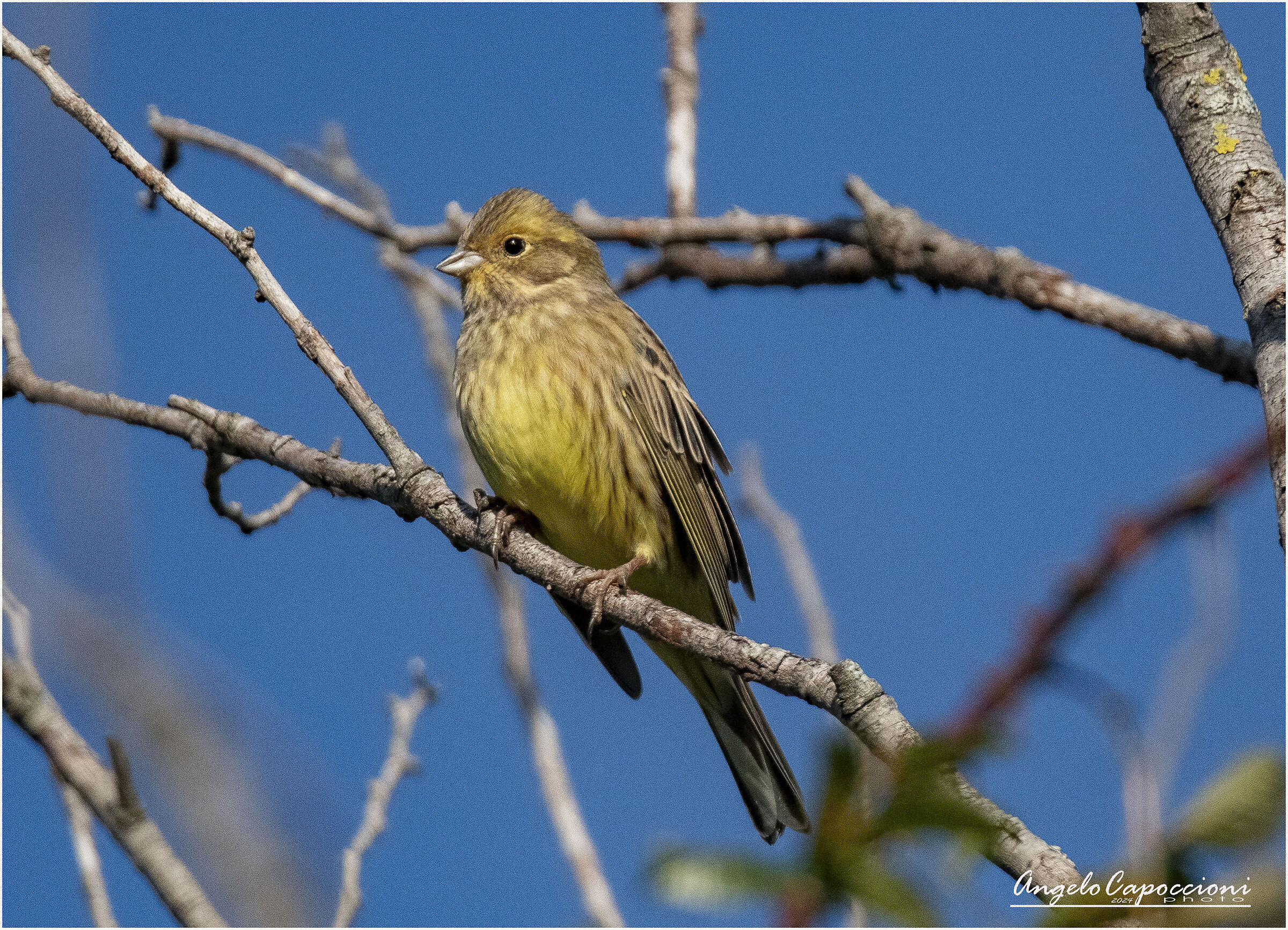 Yellowhammer