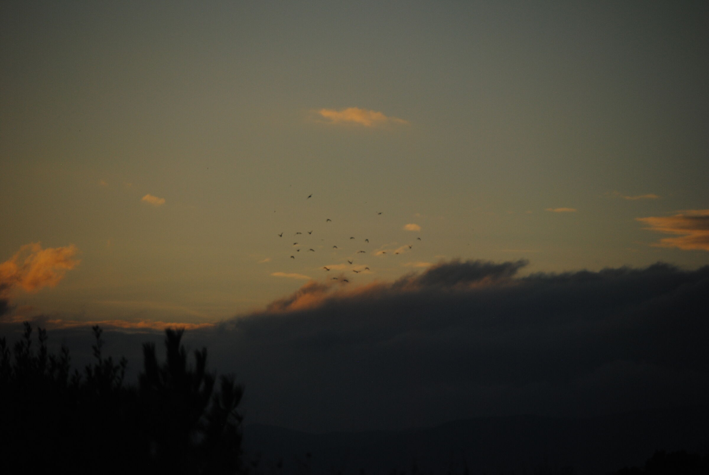 Migrating birds
