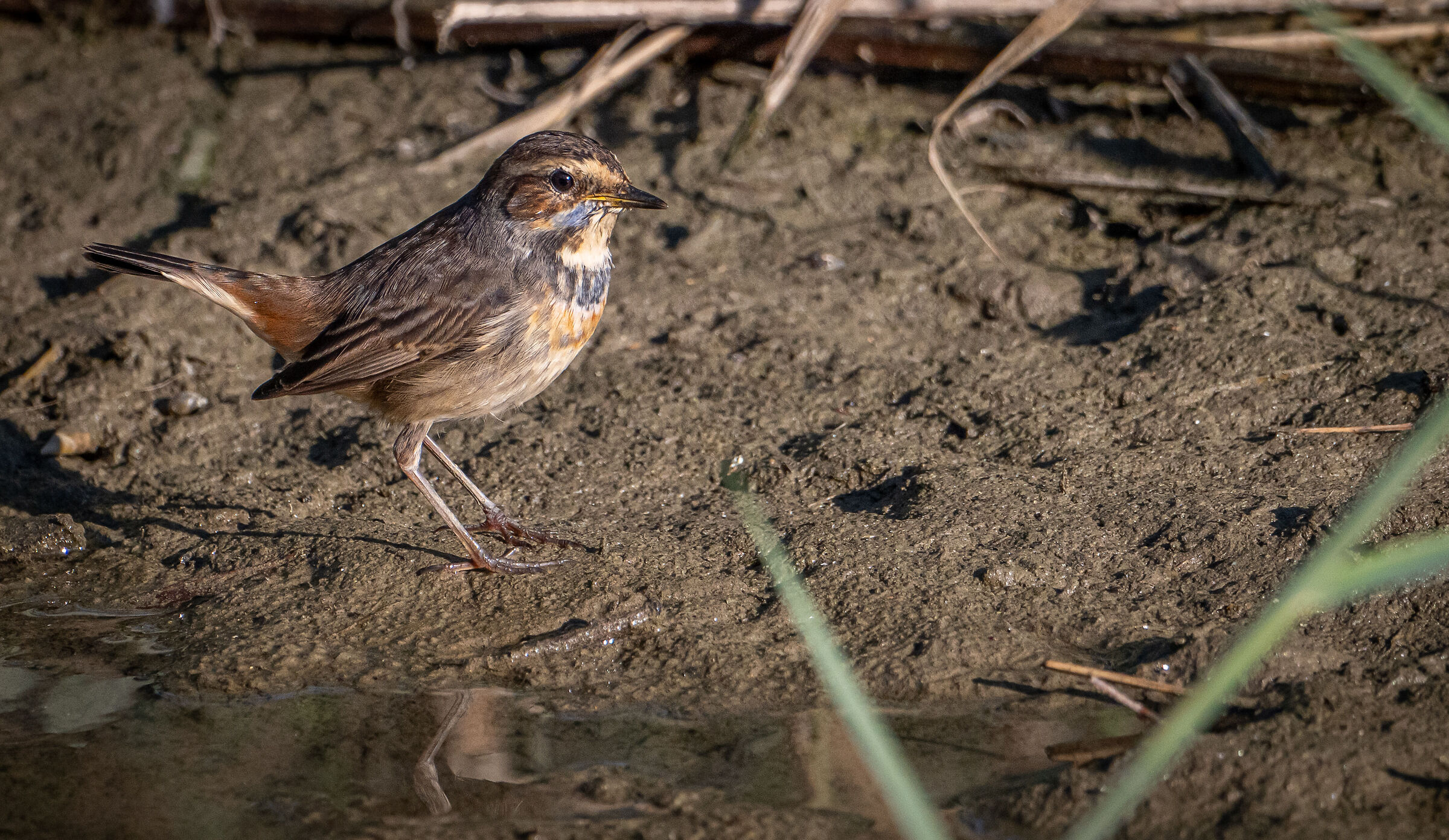 Blue chest Imperia urban park 11/11/24